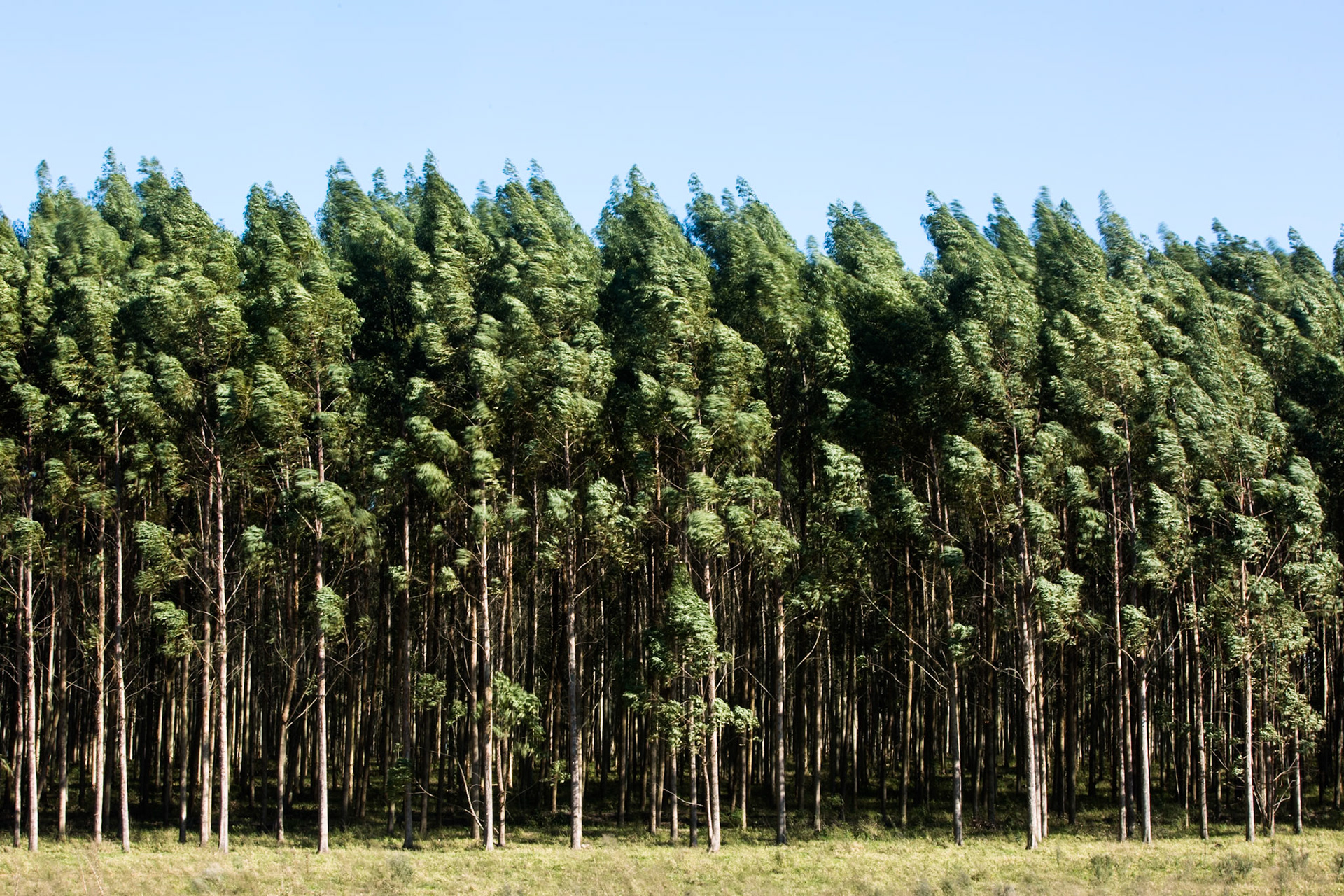 Puerto Valle Esteros, Ibera wetlands, Corrientes, Argentina