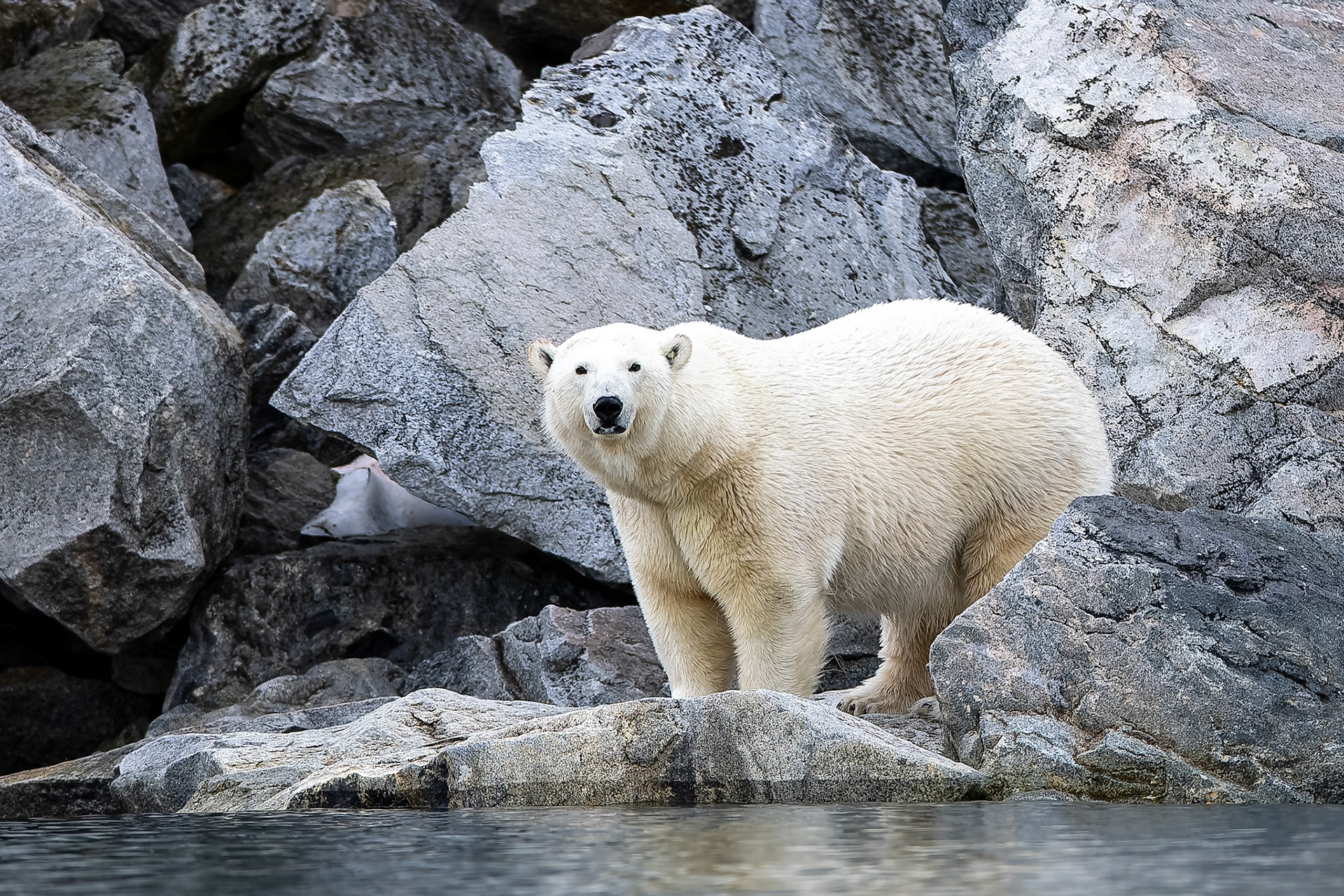 Polar bear, Hamiptonbukka, Svalbard, Norway