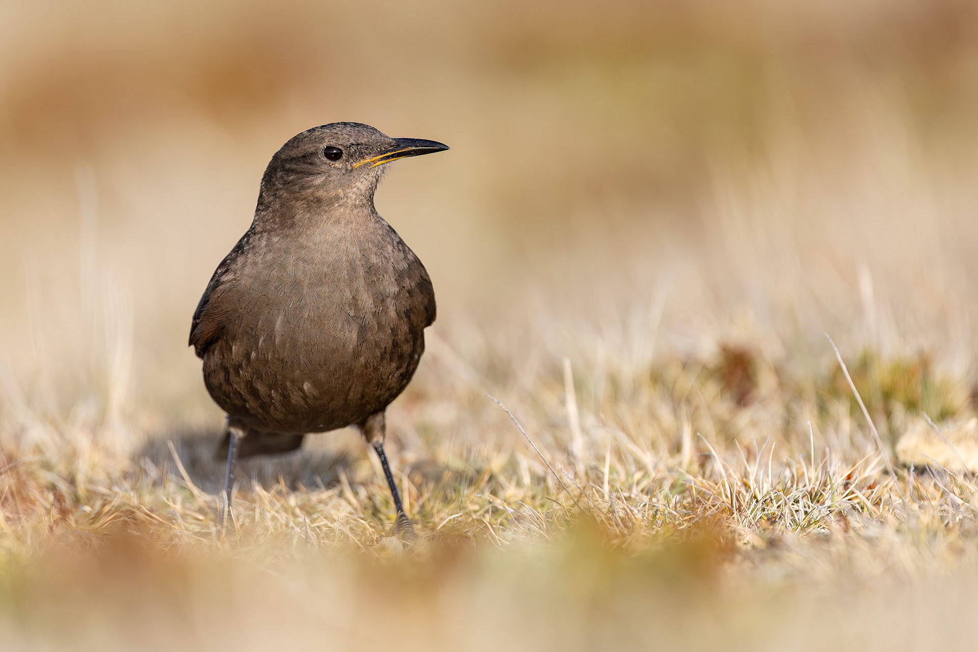 Blackish cinclodes (Tussacbird), Bleaker Island, Falkland Islands