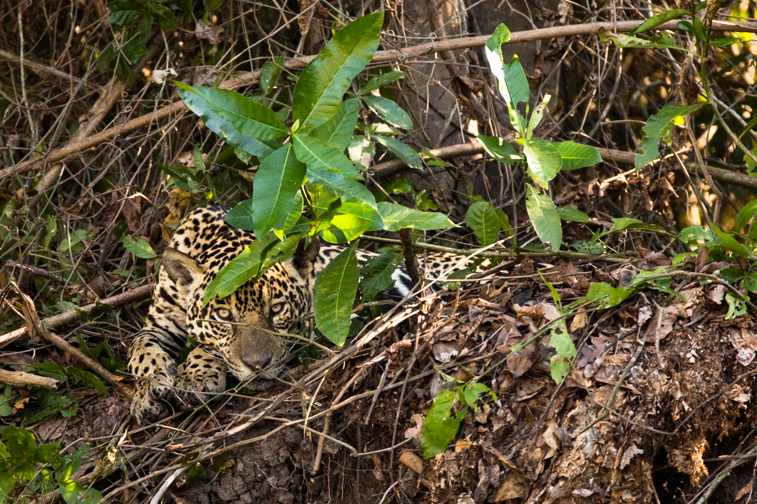 Jaguar, Porto Jofre, Pantanal, Brazil