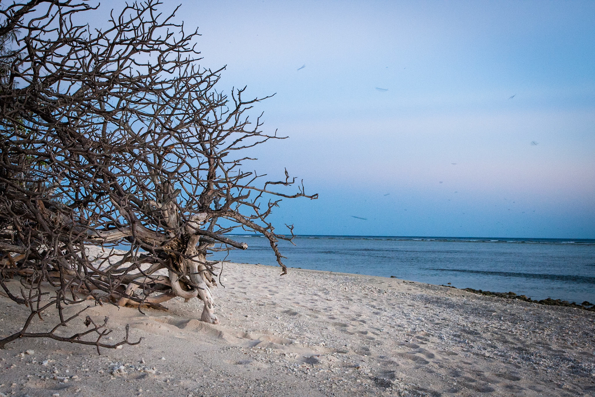 Whale watching beach, Lady Elliot Island, Queensland, Australia