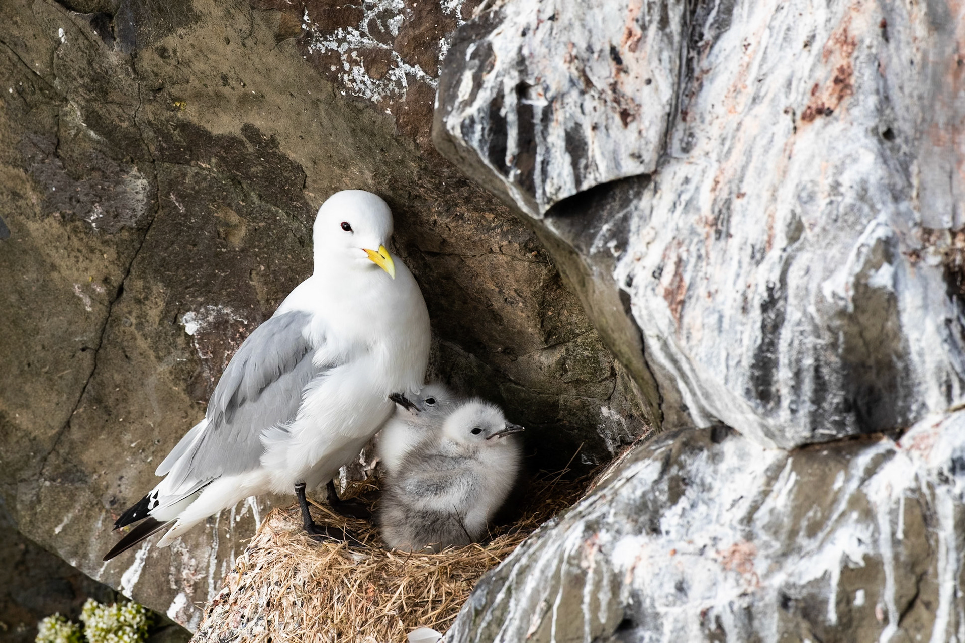 Black-legged kittywake, Grímsey Island, Iceland