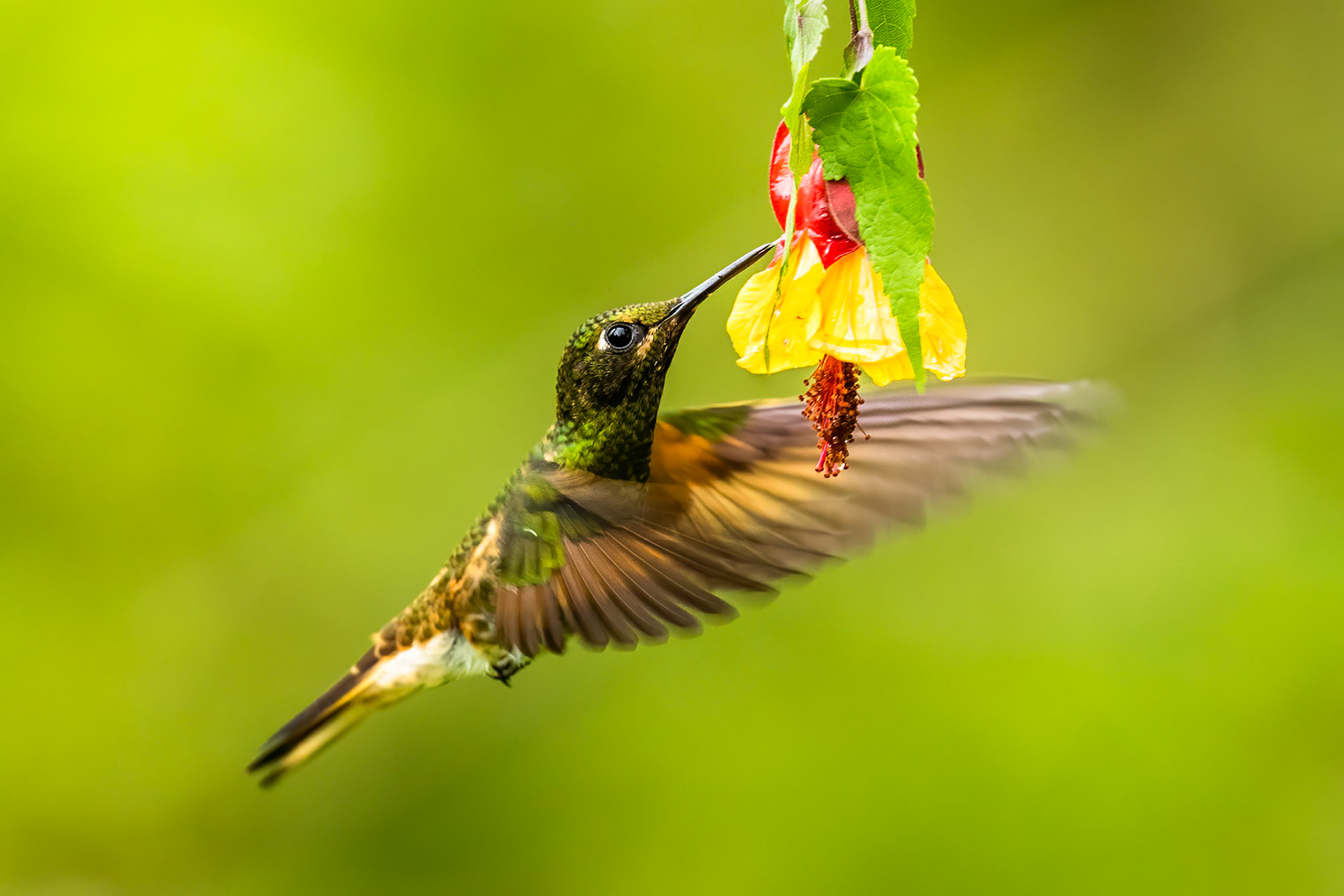 Buff-tailed coronet, Rio Blanco, Colombia