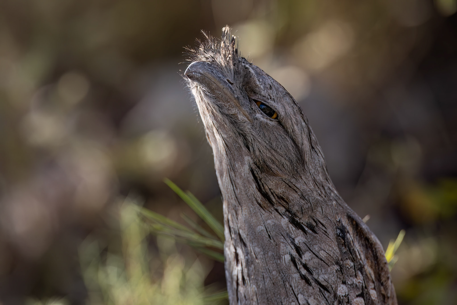 Tawny frogmouth, Mt Isa, Queensland, Australia