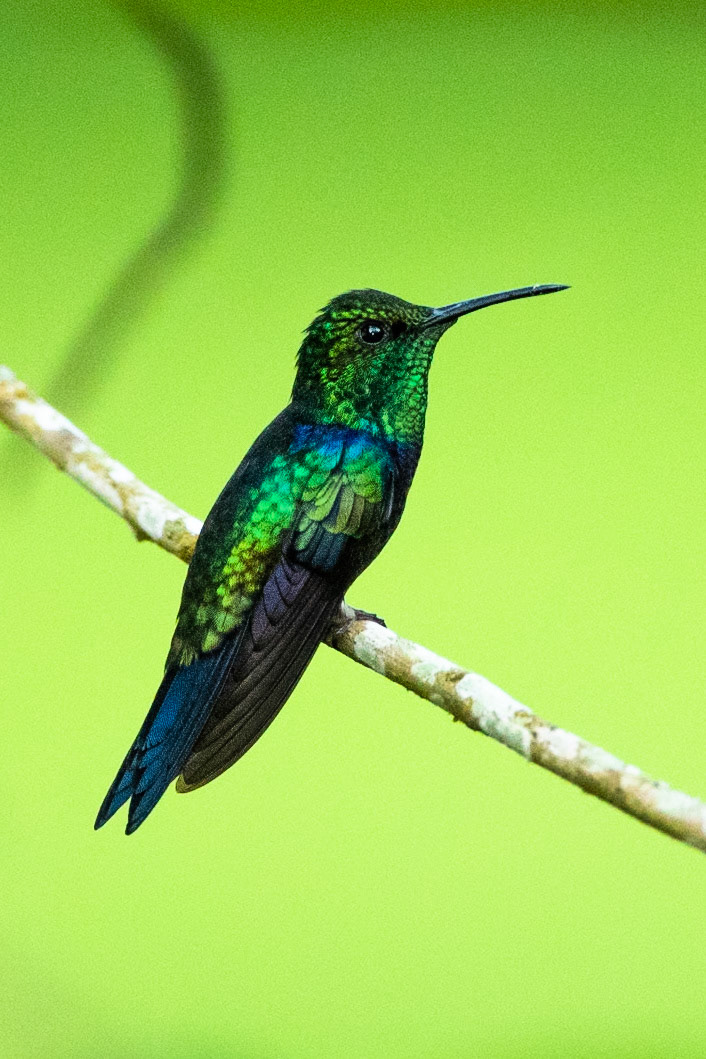 Fork-tailed woodnymph, Amazonia Lodge, Manu National Park,  Peru