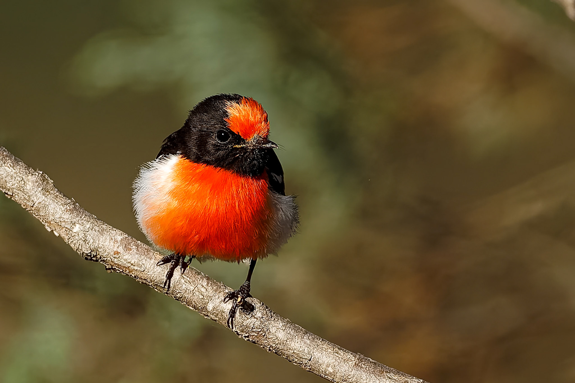 Red-capped robin, Backyamma State Forest, Forbes, NSW, Australia