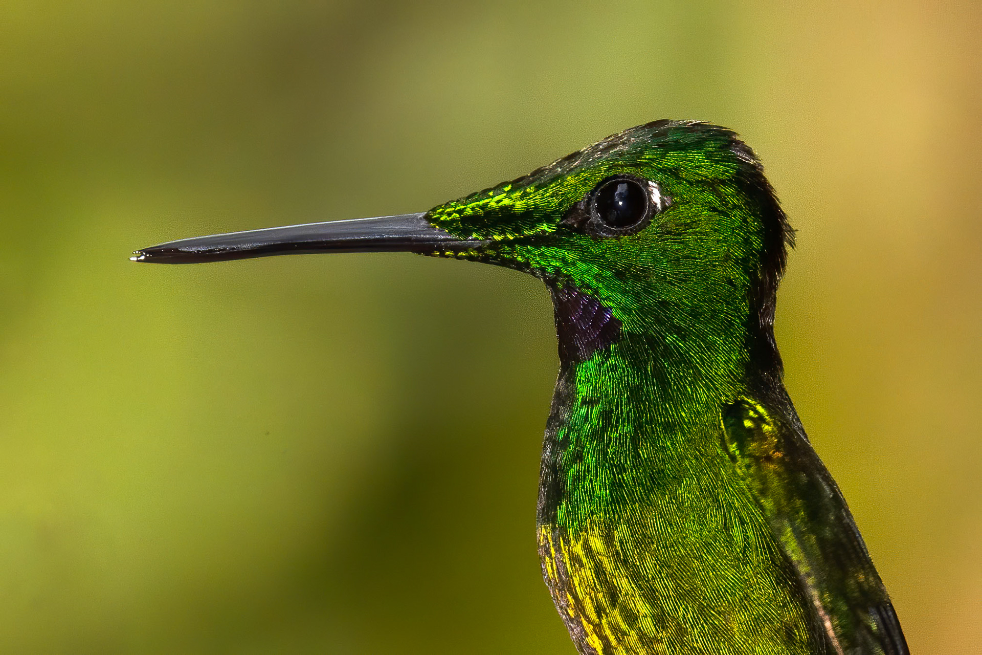 Tourmaline sunangel, Las Tangeras, Colombia