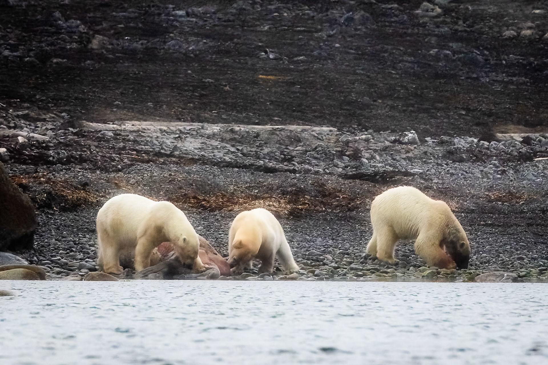 Polar bear, Smeerenburgenfjord, Svalbard, Norway