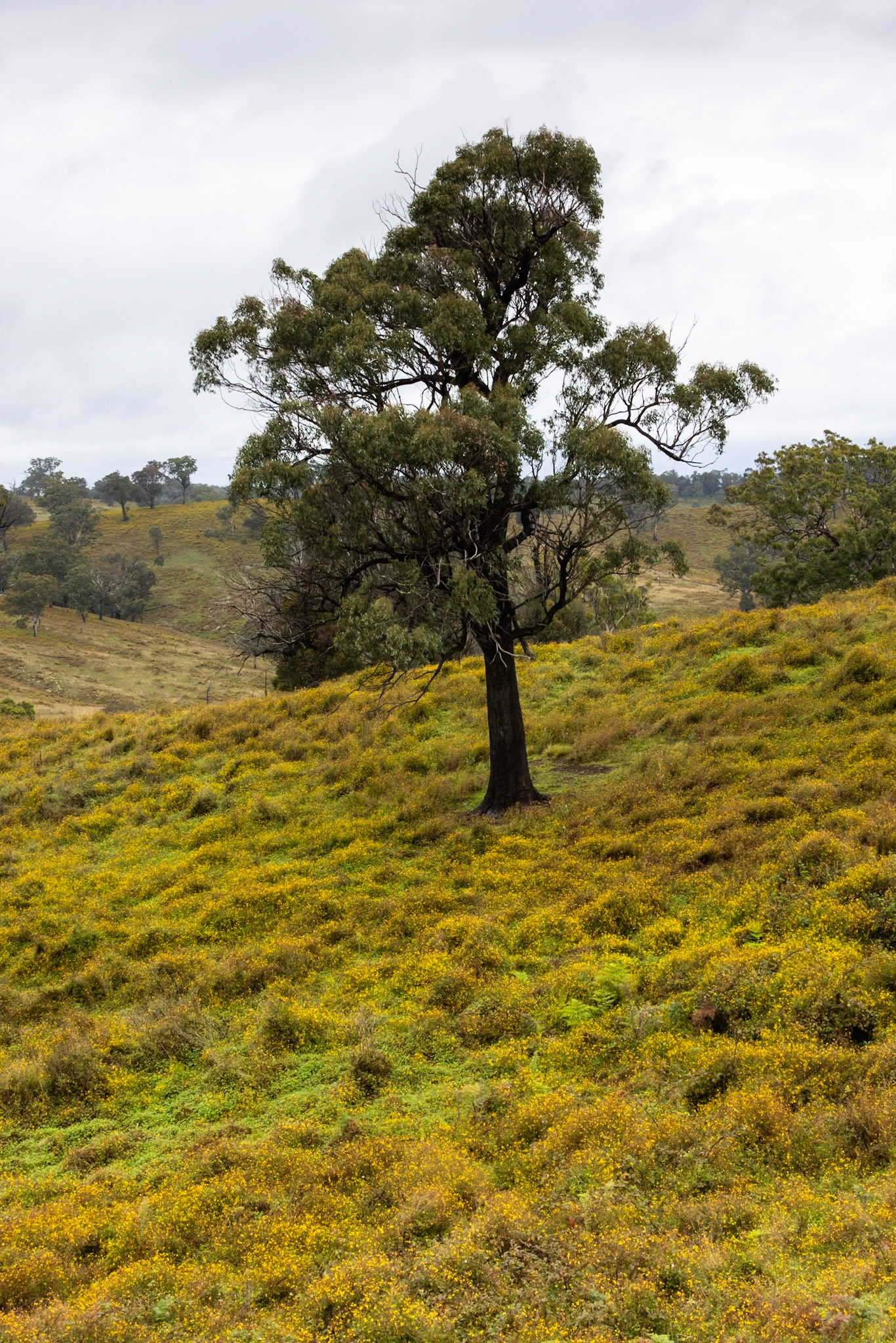Turon Gates, New South Wales