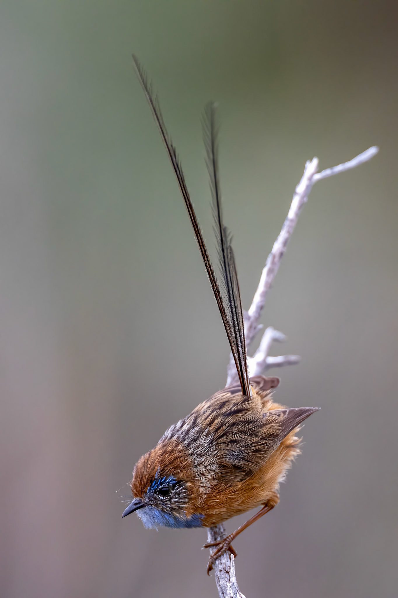 Southern emuwren, Margaret River, West Australia