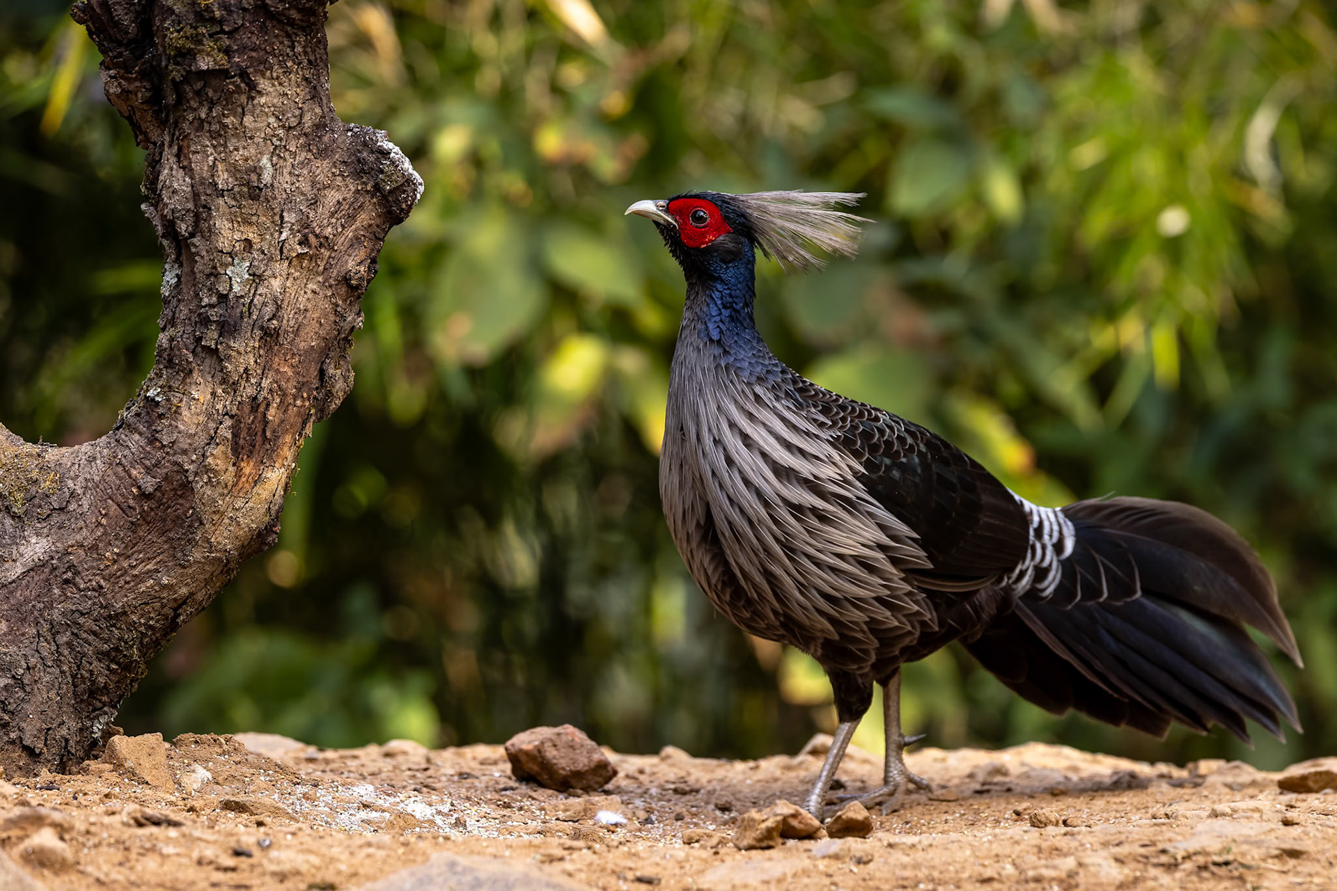 Kalij pheasant,Bird's Den, Corbett Tiger Reserve, India