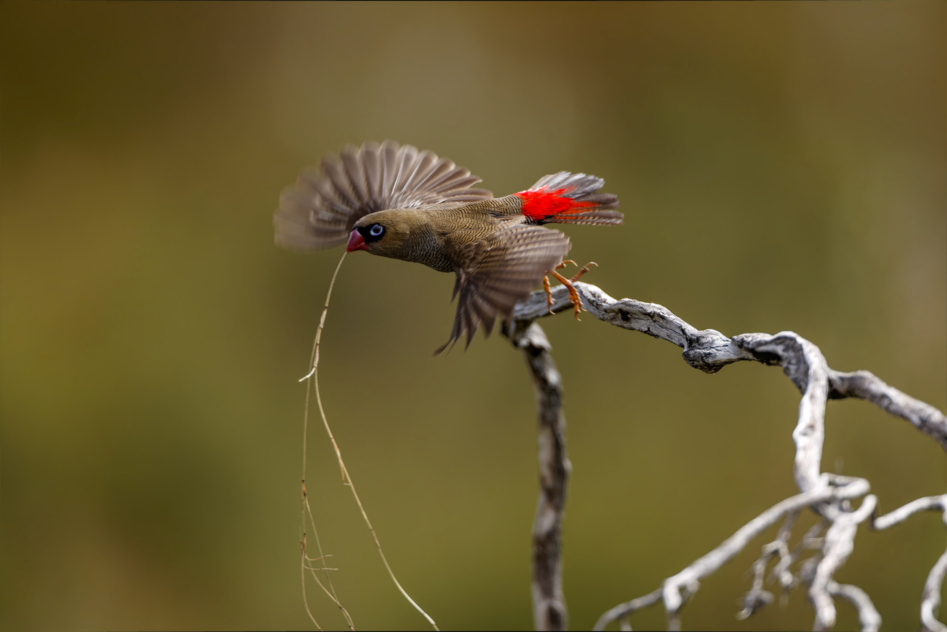 Beautiful firetail, Melaleuca, South West National Park, Tasmania, Australia