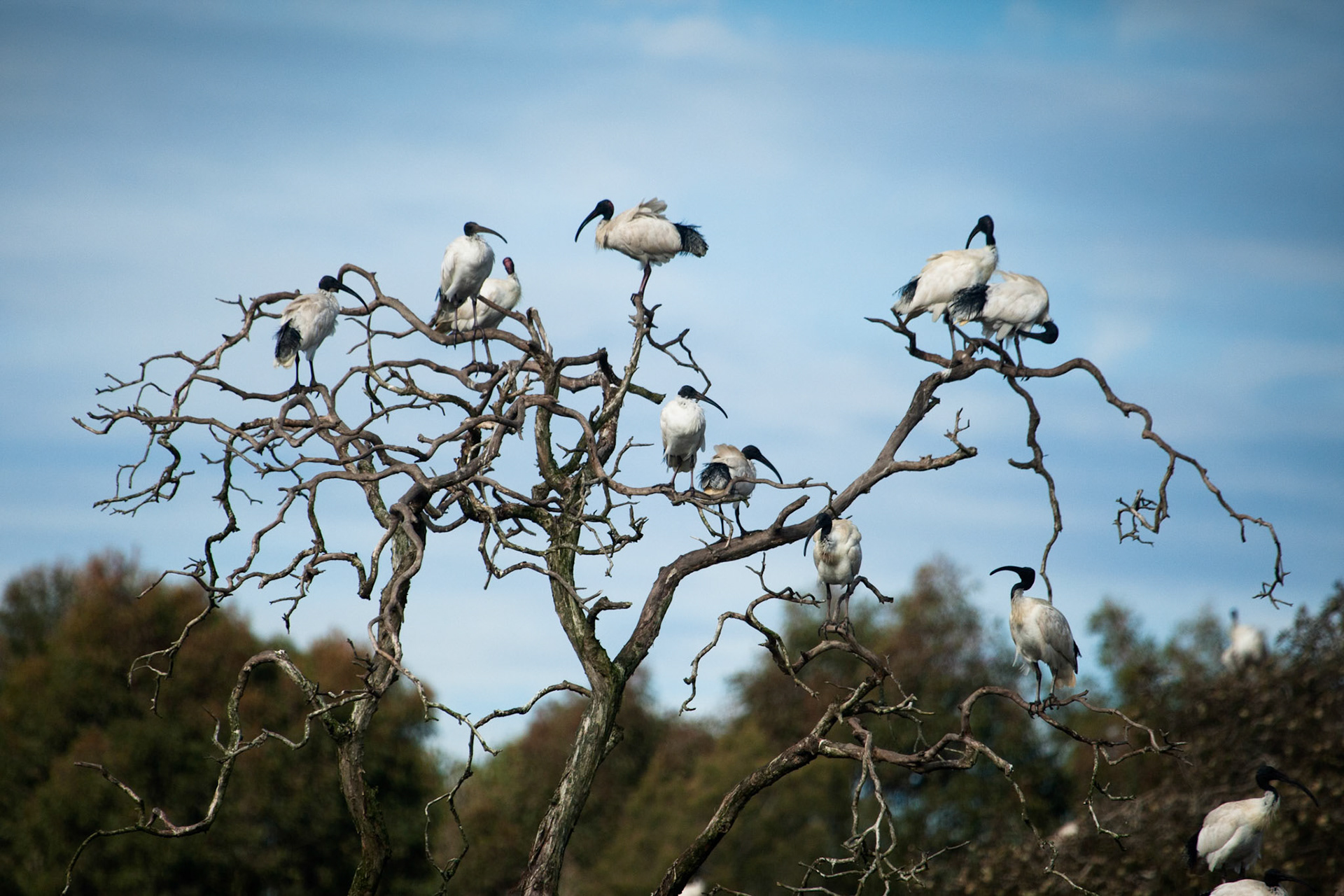 Australian white ibises, Hunter Wetlands, Newcastle