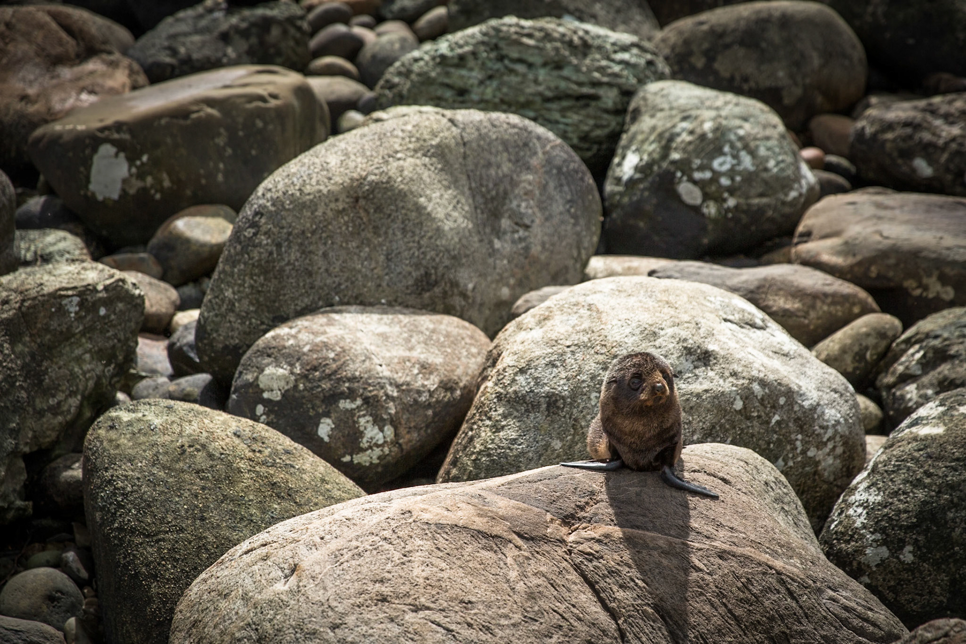 Longreef, Hollyford Track, Pyke Lodge to Martin's Bay, New Zealand