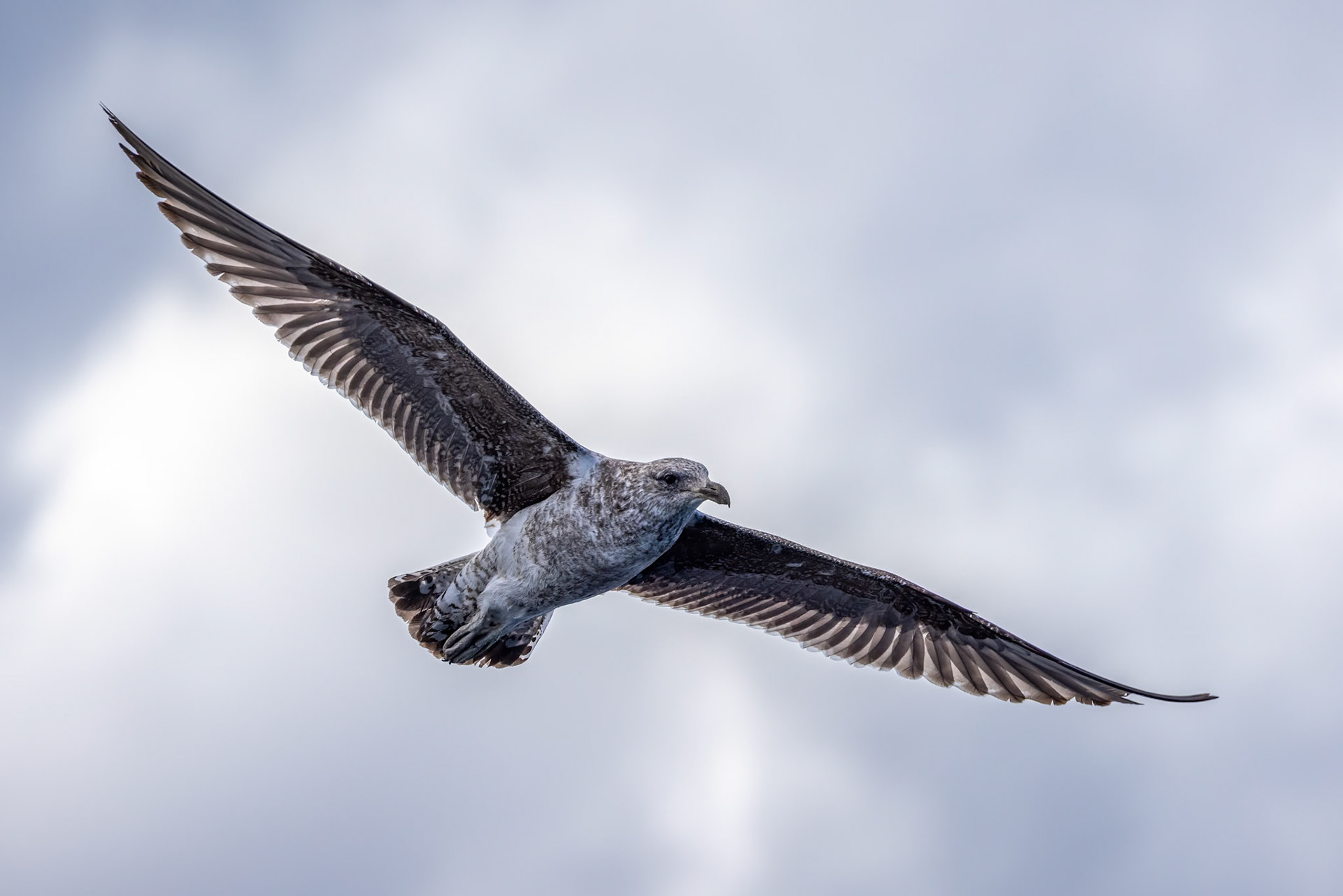Kelp gull, Kaikōura, New Zealand