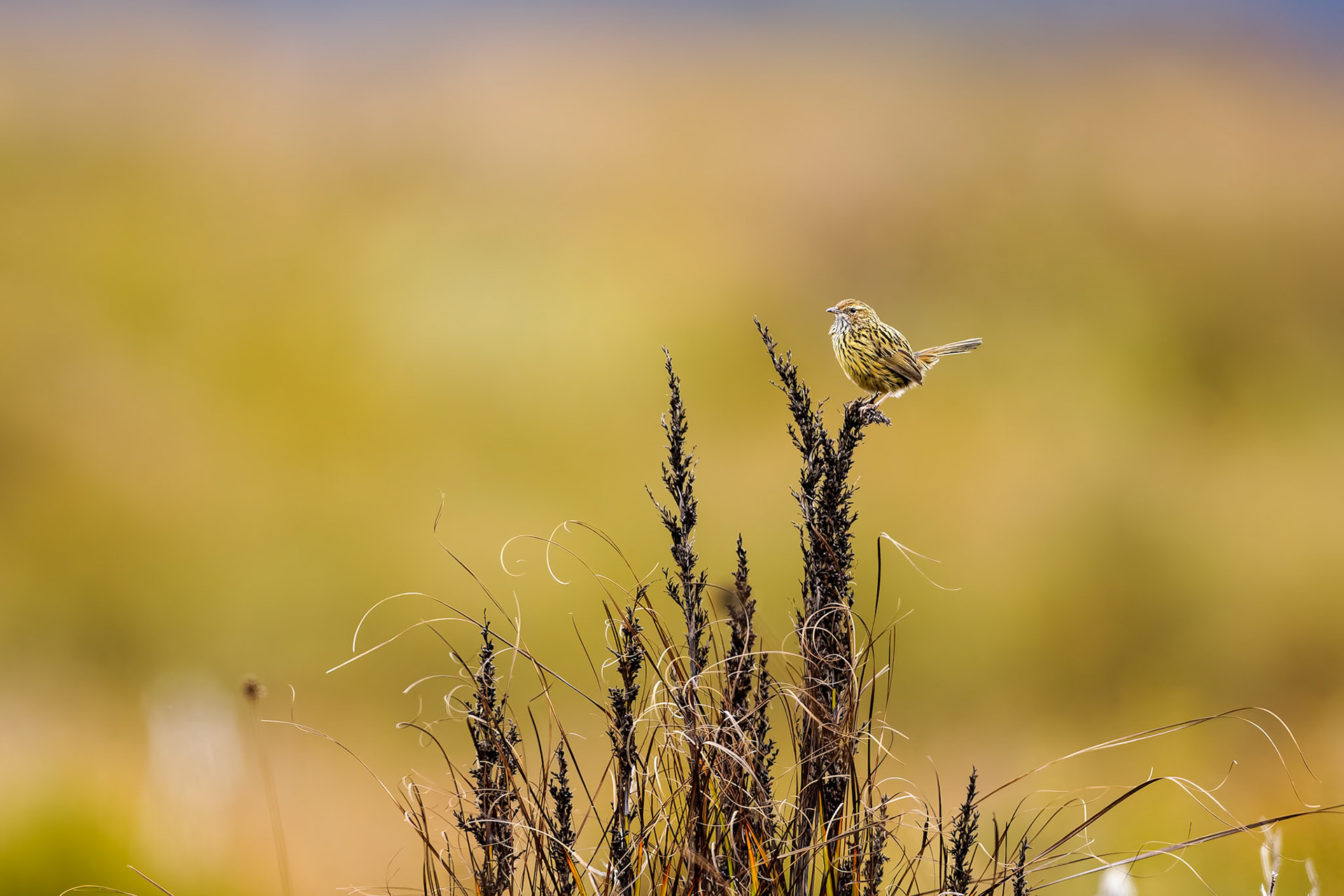 Striated fieldwren, Melaleuca, South West National Park, Tasmania, Australia