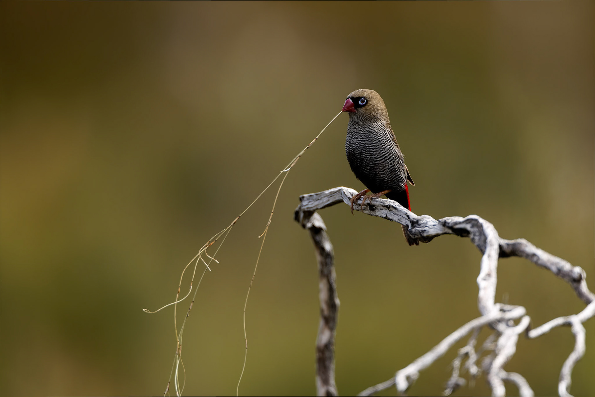 Beautiful firetail, Melaleuca, South West National Park, Tasmania, Australia