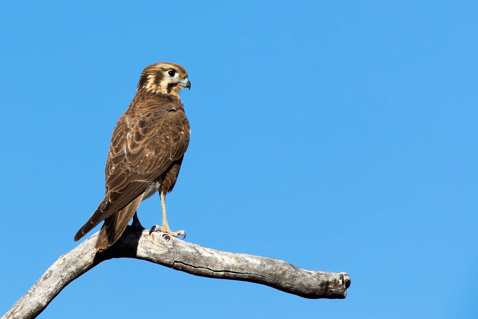 Brown falcon, Three Ways, Northern Territory, Australia