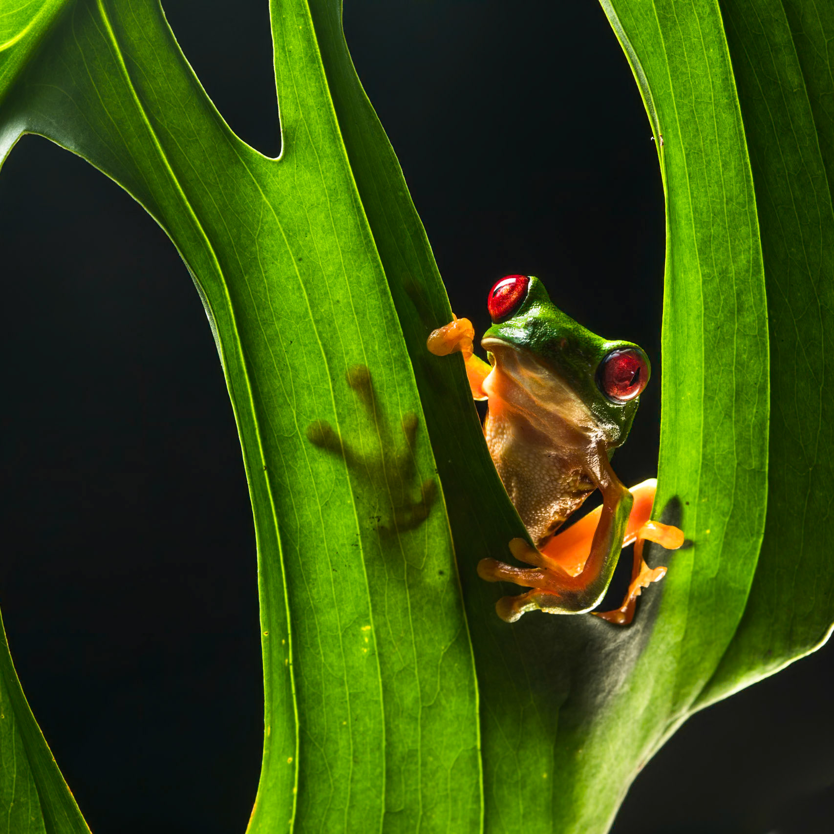Red-eyed tree frog, Villa Lapas, Costa Rica, 2018
