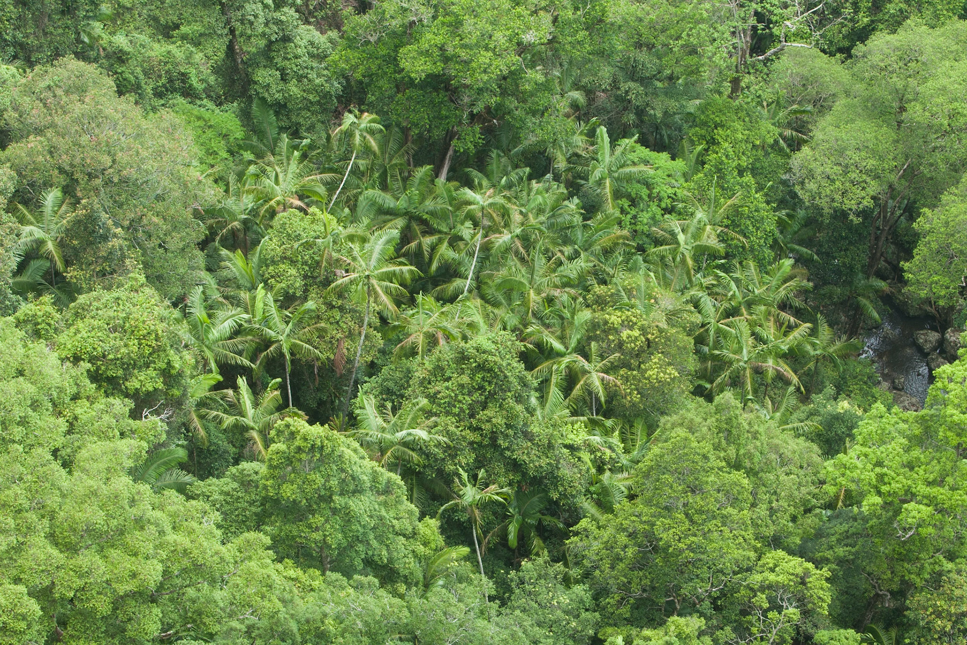 Vegetation below Minyon falls