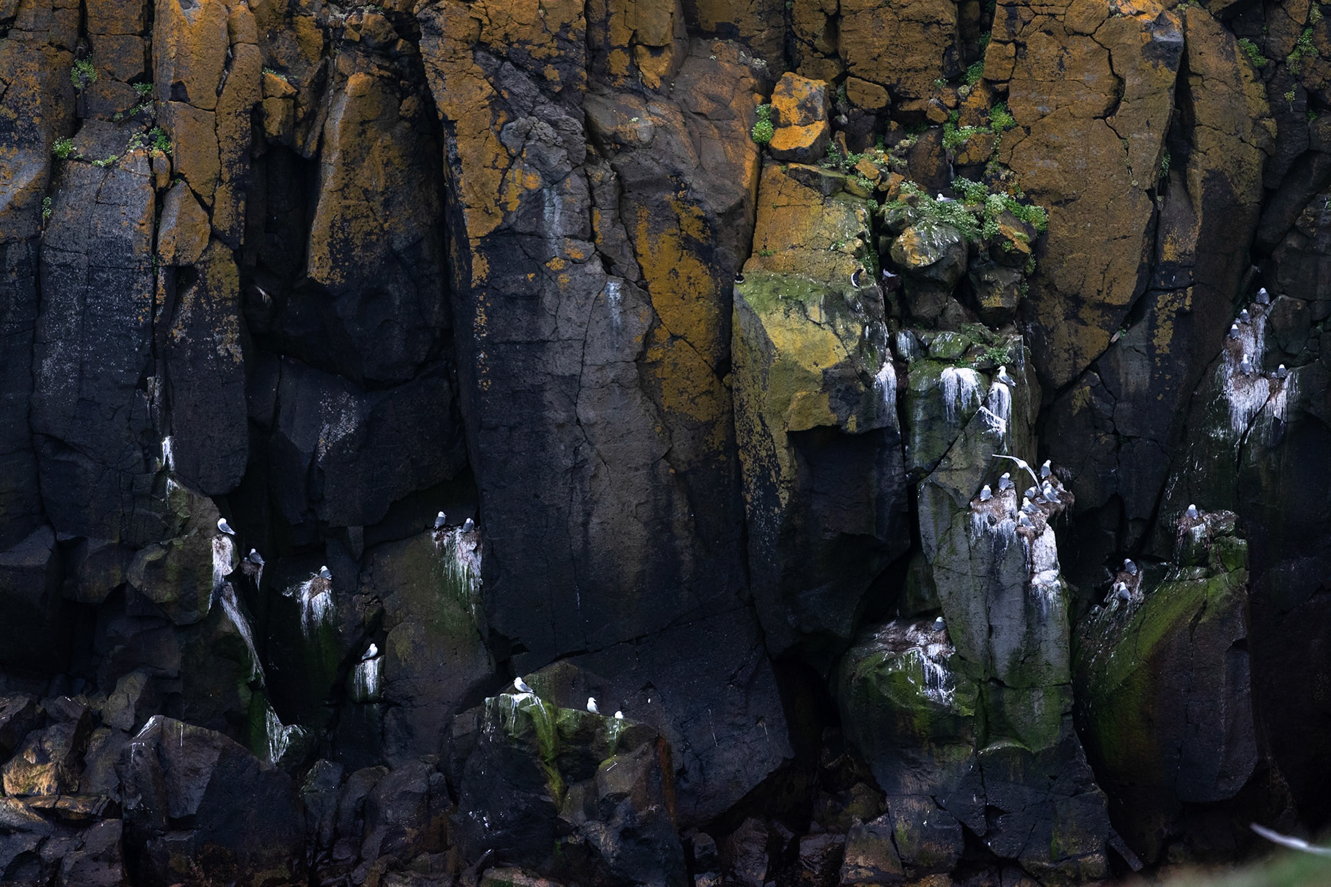 Black-legged kittywake, Grímsey Island, Iceland