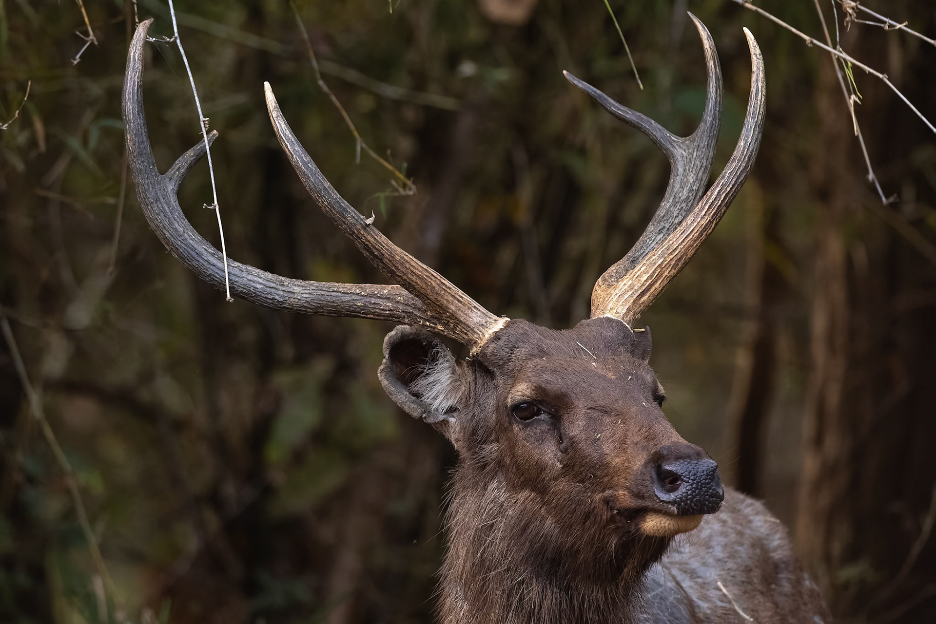 Sambar deer, Khana, India