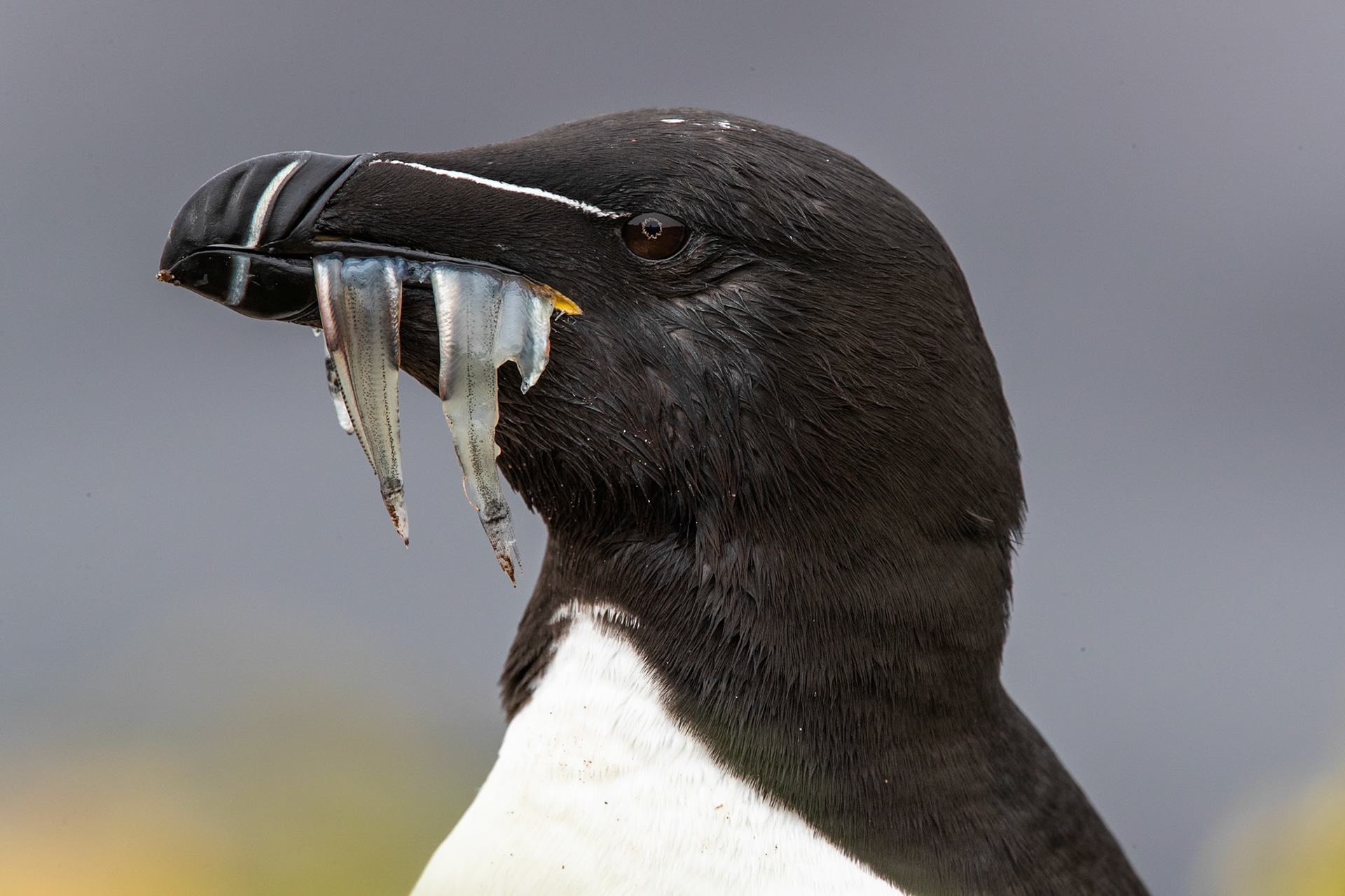 Razorbill, Grímsey Island, Iceland