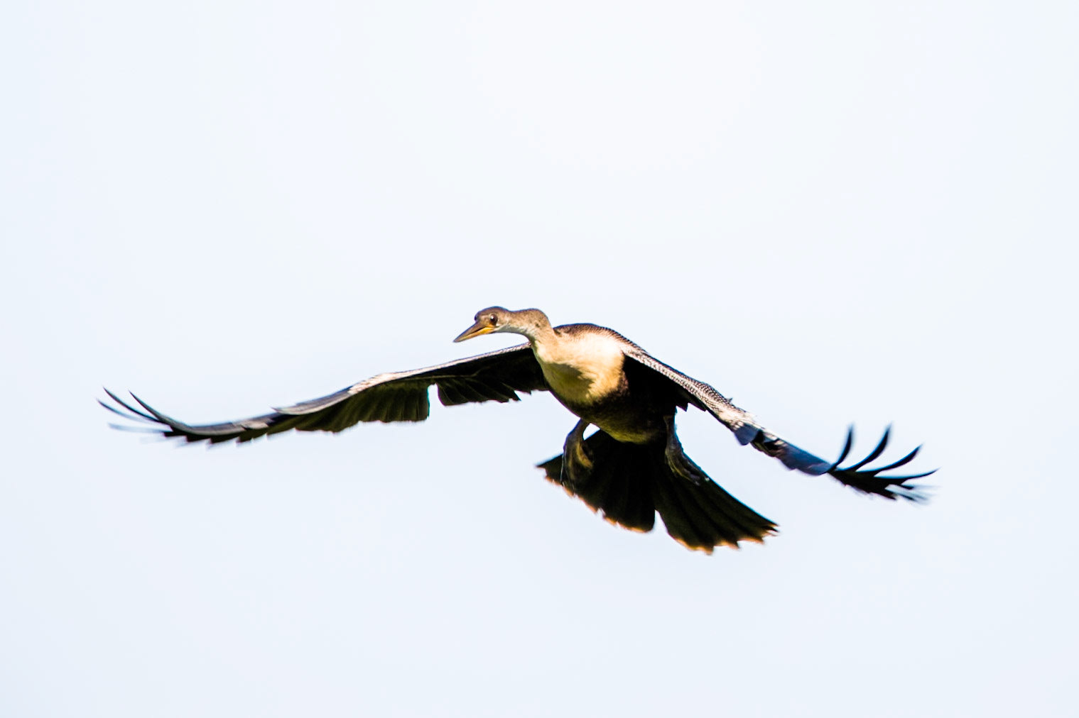 Anhinga, Transpantaneira, Pantanal, Brazil