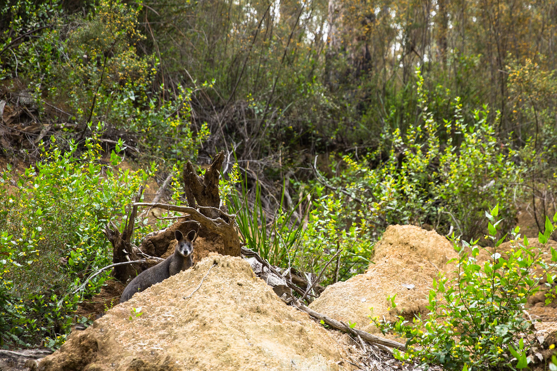 Telegraph Saddle carpark via Windy Saddle and Ferny Glade to Sealers Cove / beach (lunch and return.