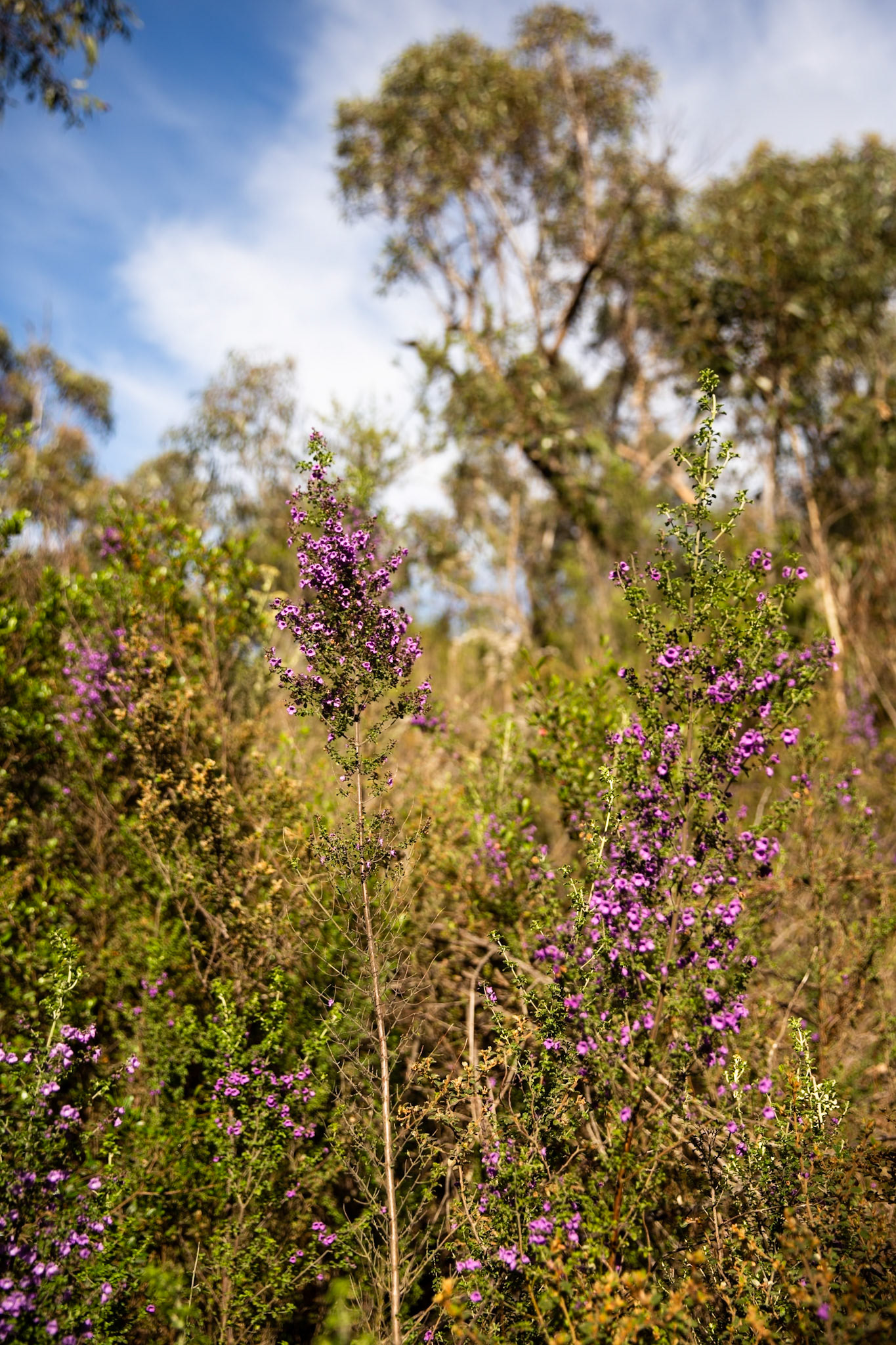 The Pinnacle circuit, Hall's Gap, The Grampians, Victoria