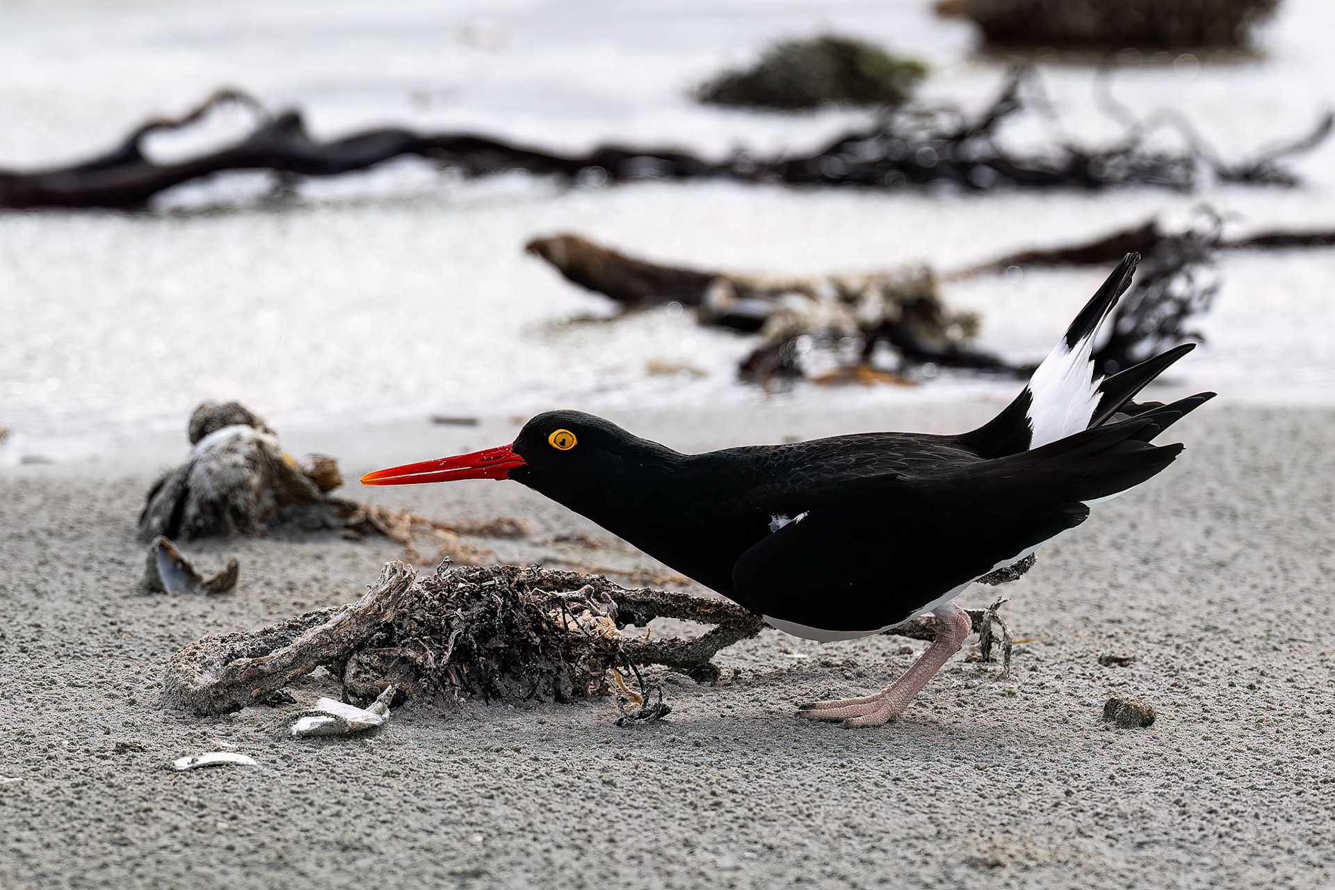 Magellanic oystercatcher, Whale Point, Falkland Islands