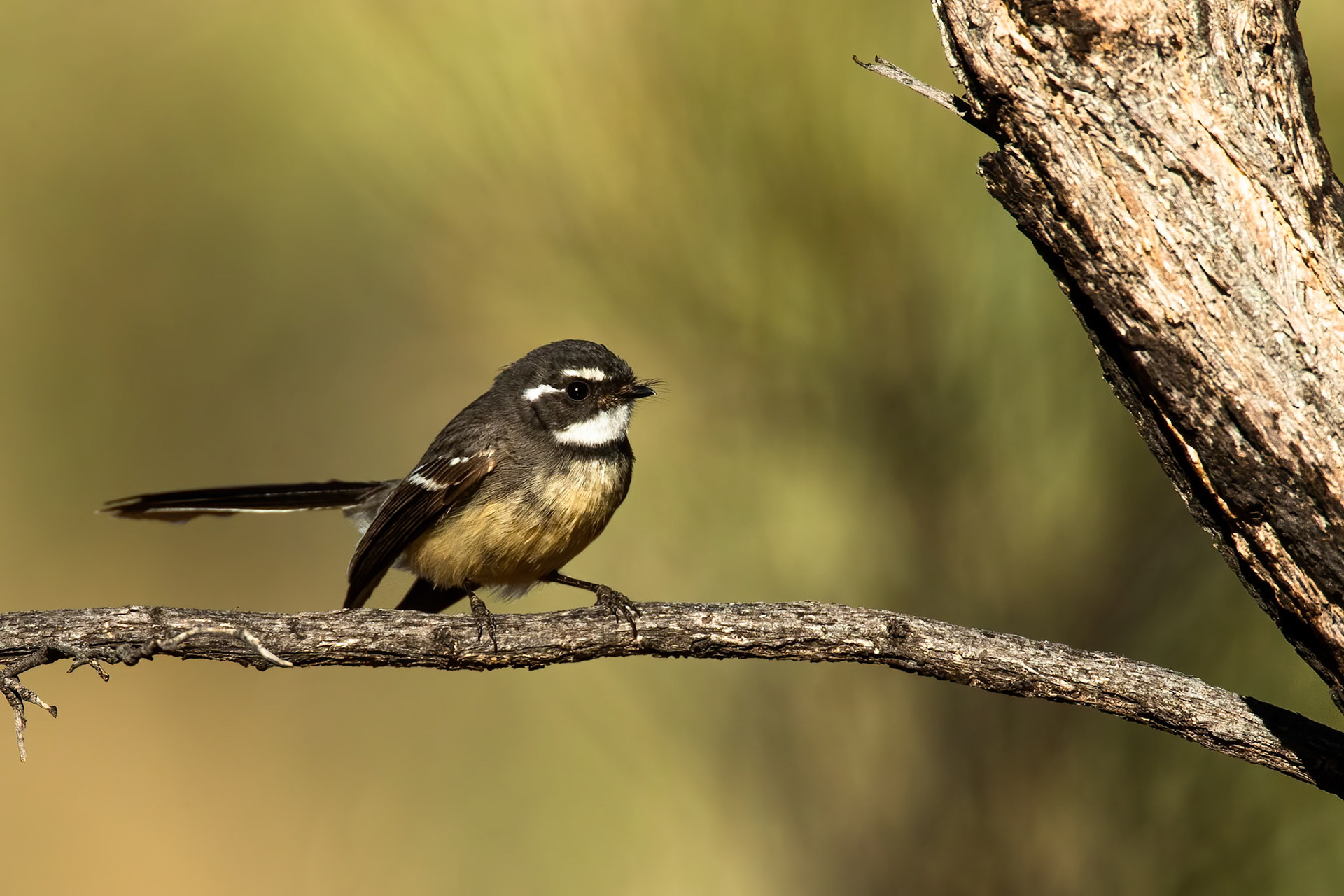 Grey fantail, Mount Isa, Queensland, Australia