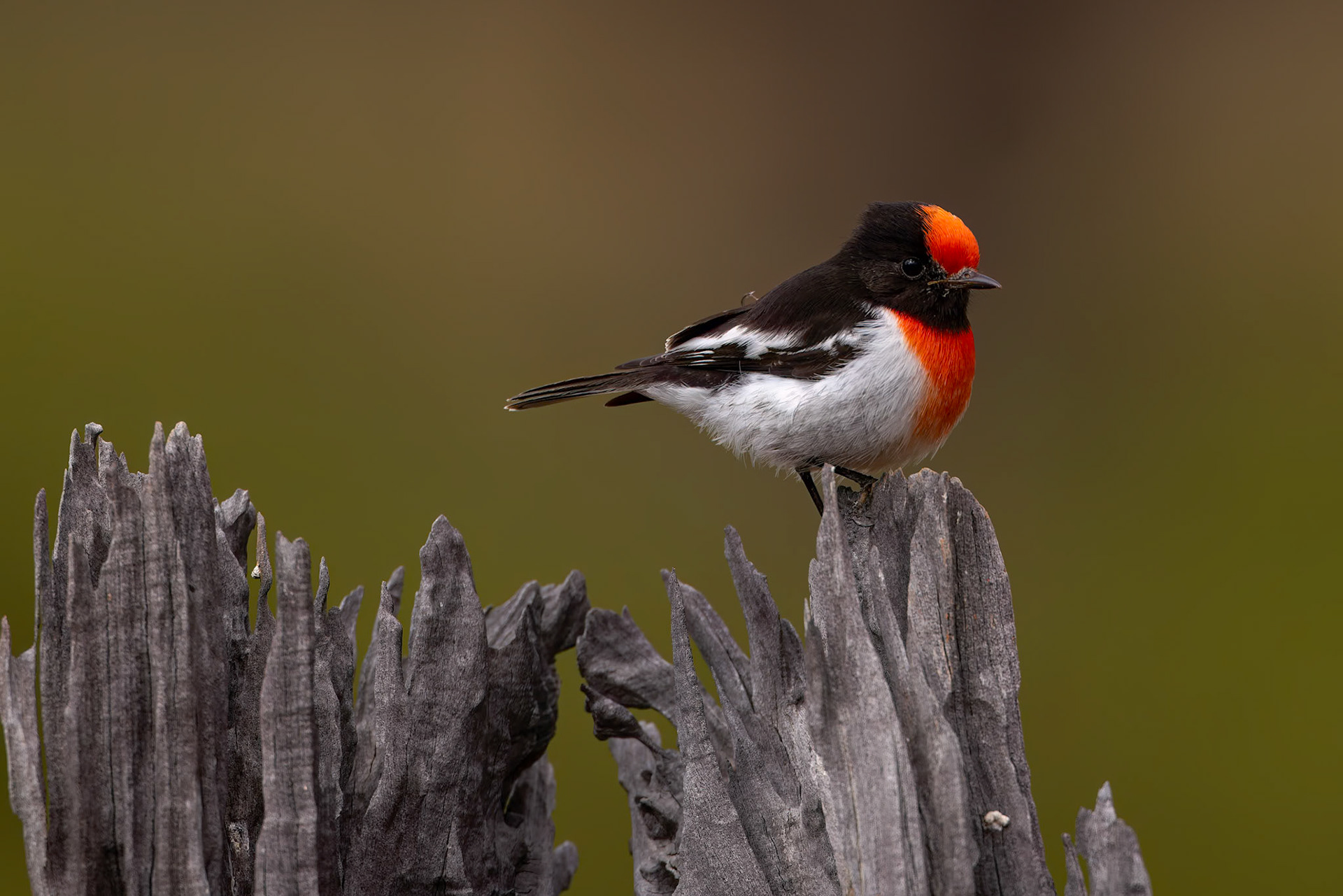 Red-capped robin, Eulo to Cunnamulla, Queensland, Australia