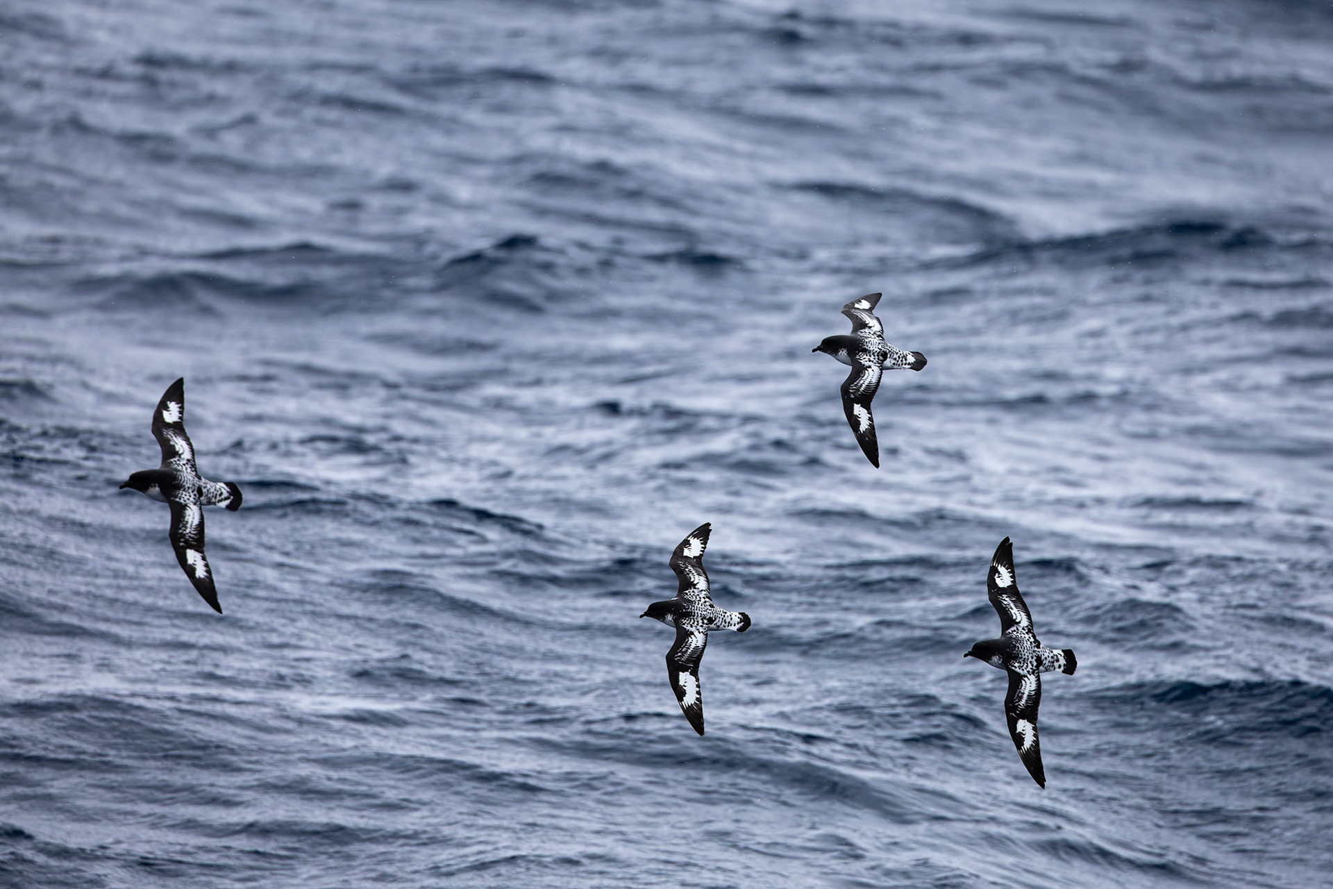 Cape petrel, from the Falklands towards Antarctica