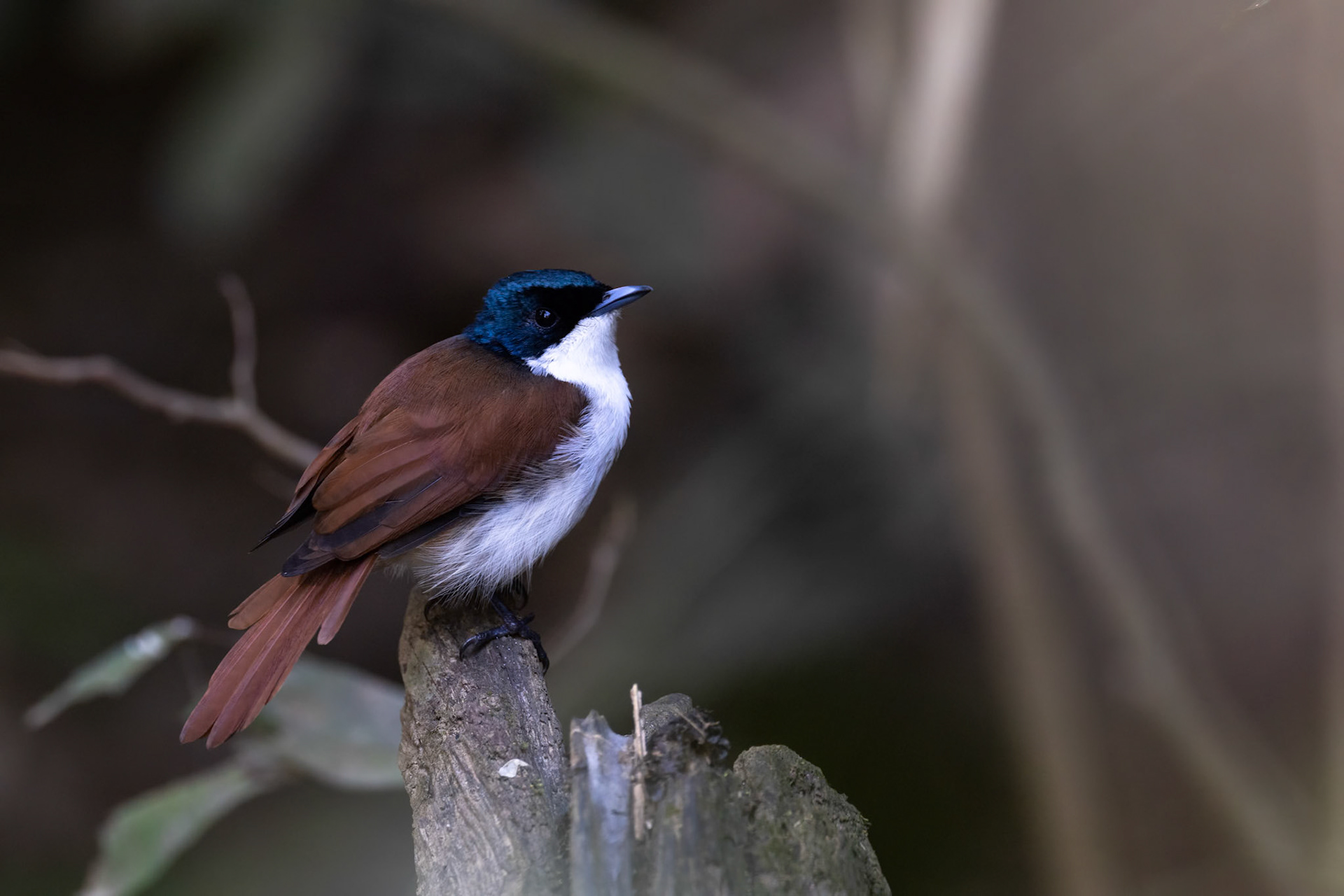 Shining flycatcher, Kutini-Payamu (Iron Range) National Park, Cape York Penninsula, Queensland