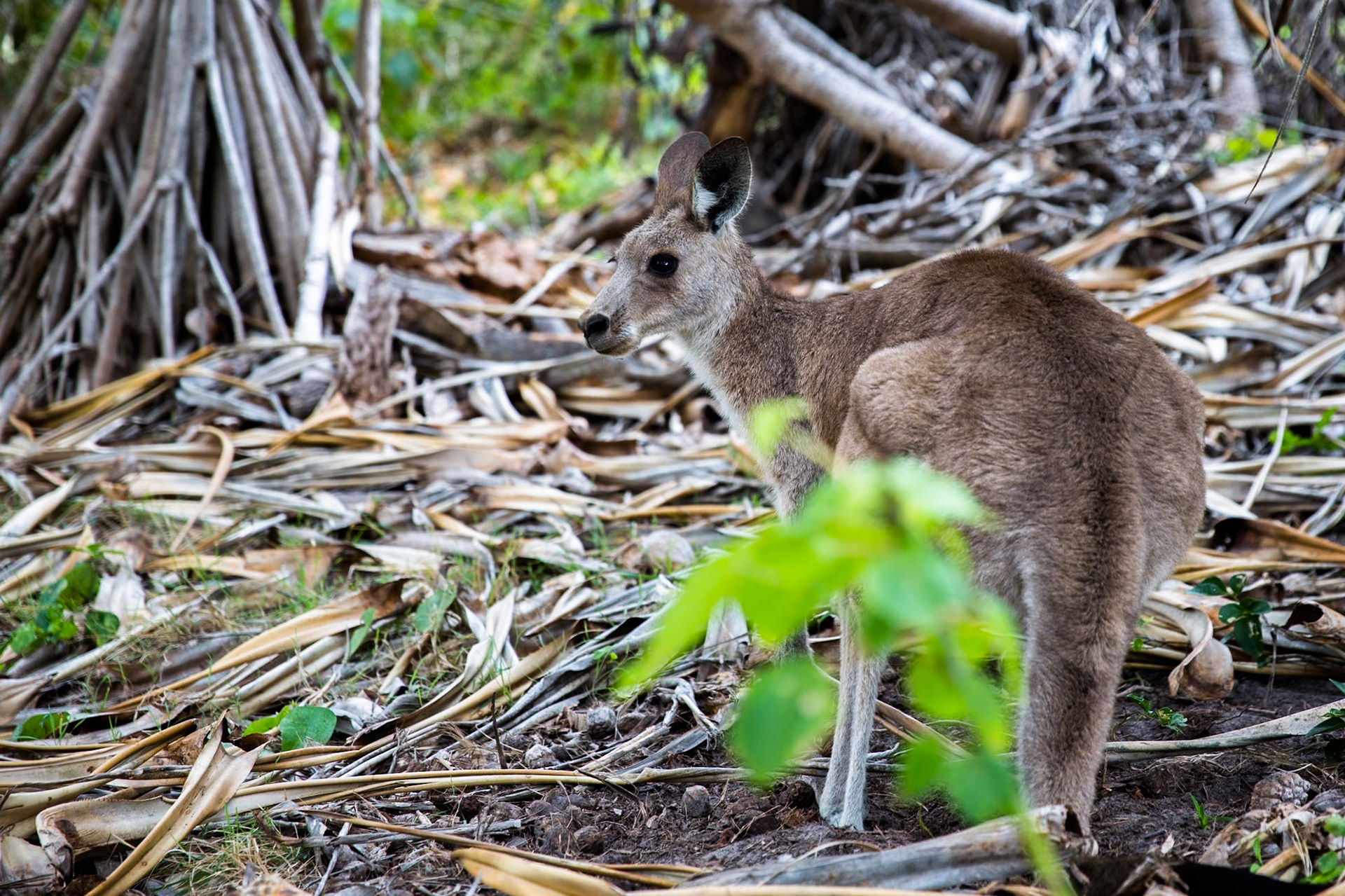 Stradbroke Island, Queensland