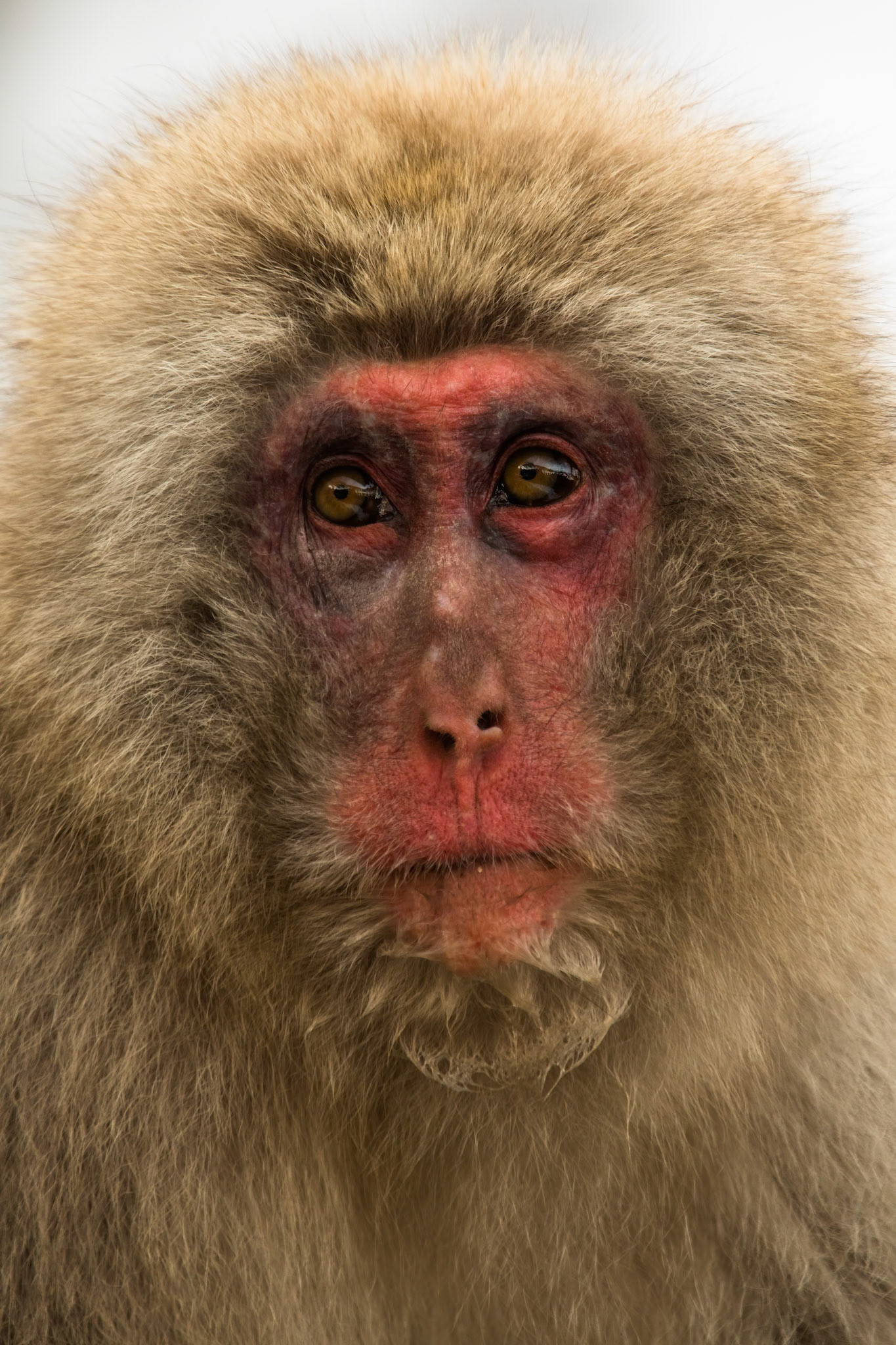 Jigokudani Yaen-Koen, Snow Monkeys, Yudanaka, Japan