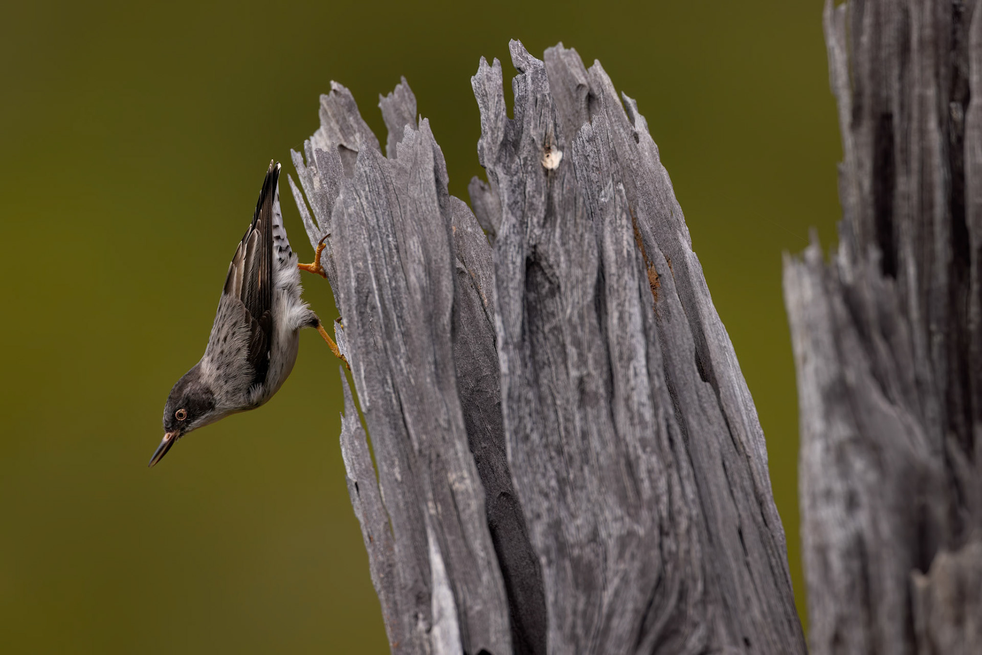 Varied sittella, Eulo to Cunnamulla, Queensland, Australia