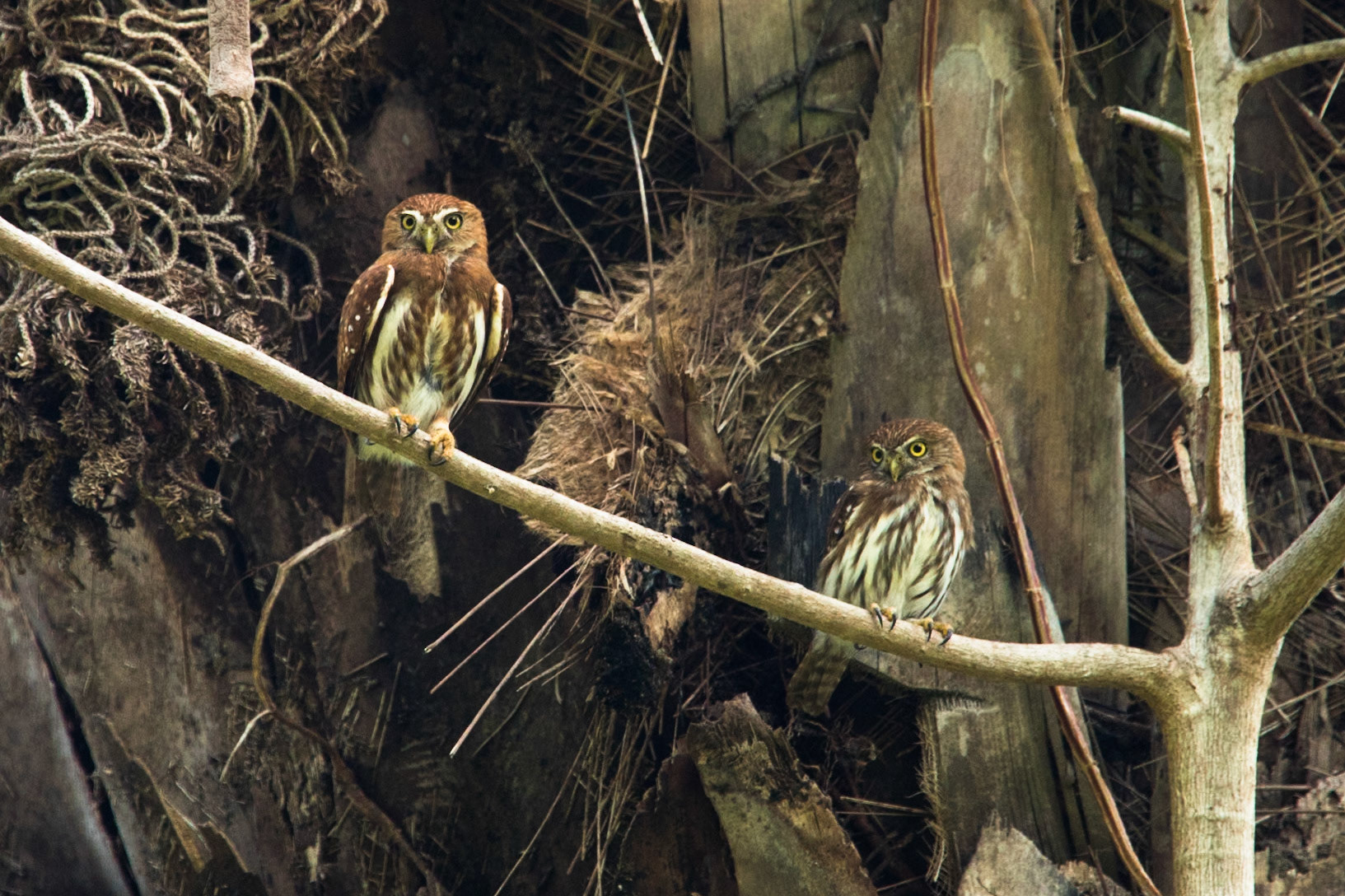 Feruginous pygmy owl, Manuel Antonio National Park, Costa Rica