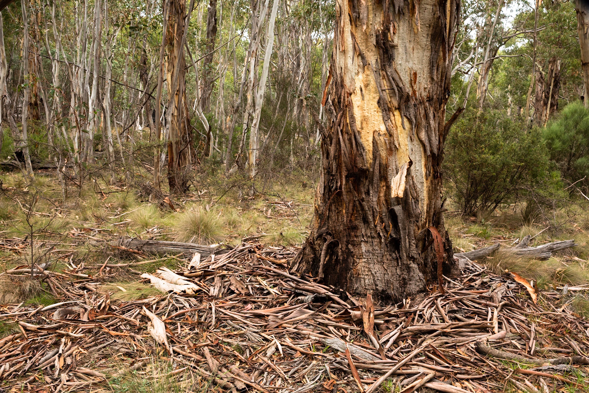 Sawpit creek track, Mount Kosciuszko National Park, Snowy Mountains, New South Wales