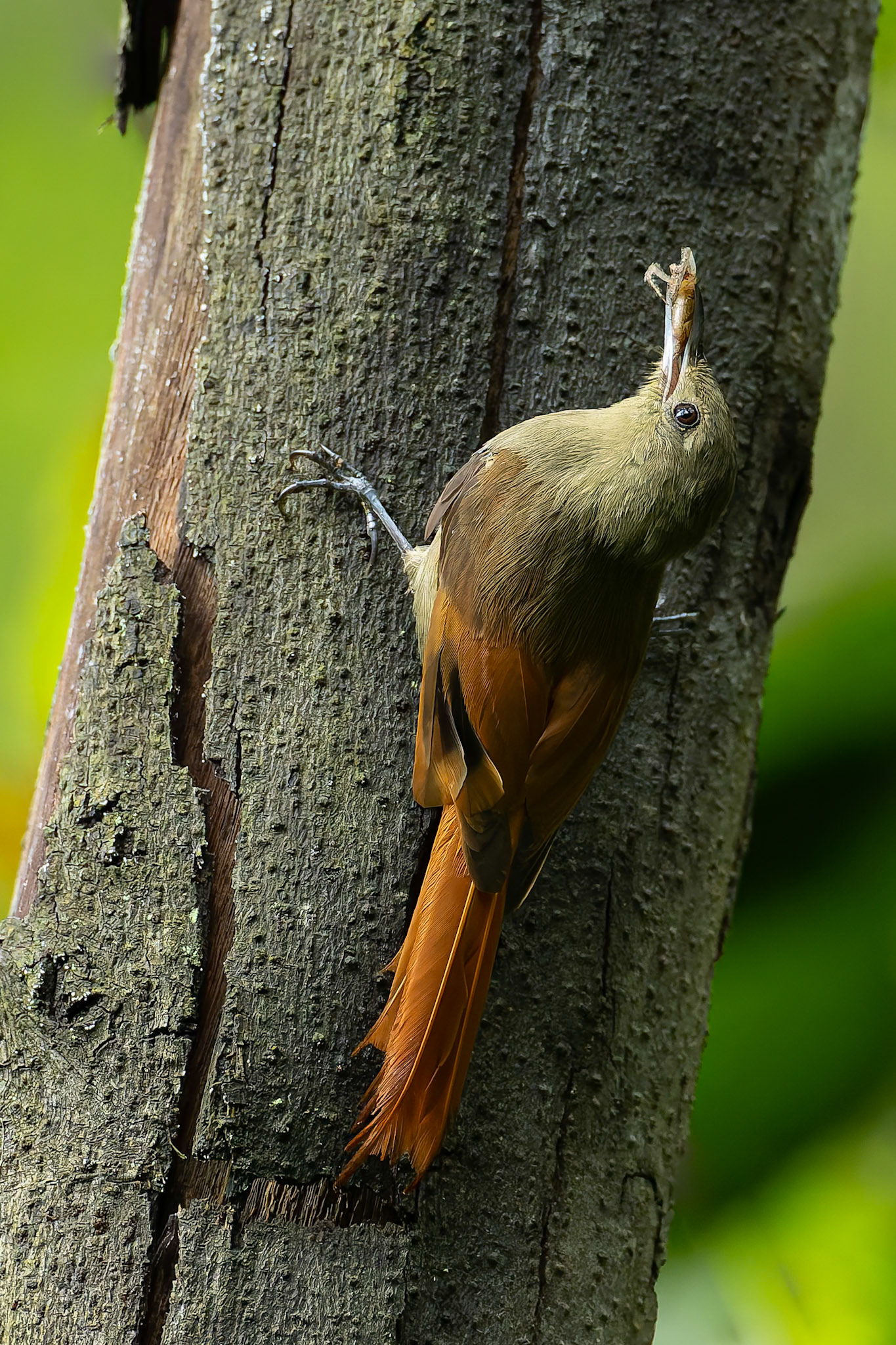 Olivaceous woodcreeper, Urraca Lodge, Jorupe National Park, Ecuador