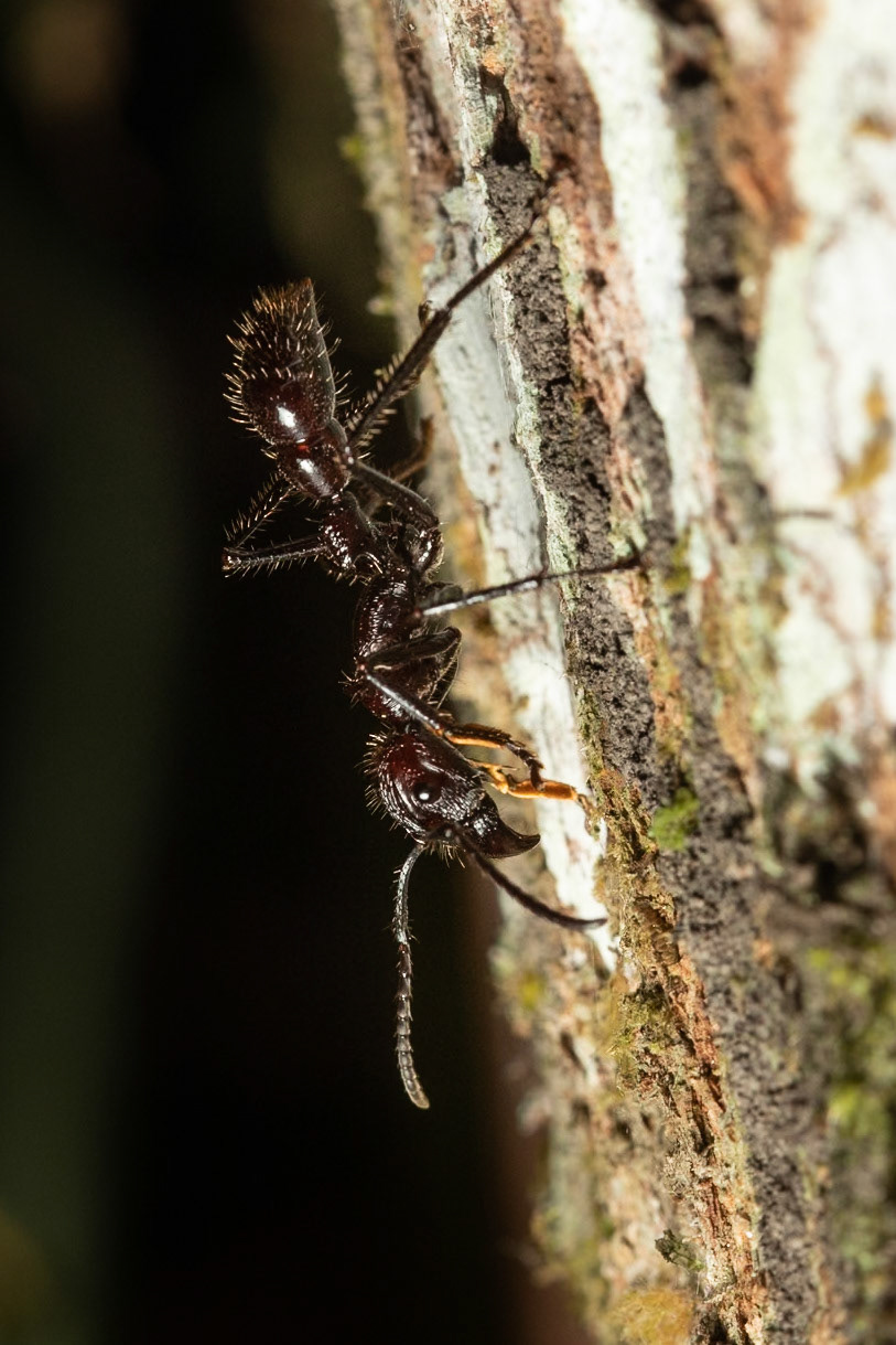 Bullet ant, Amazonia Lodge, Manu National Park,  Peru