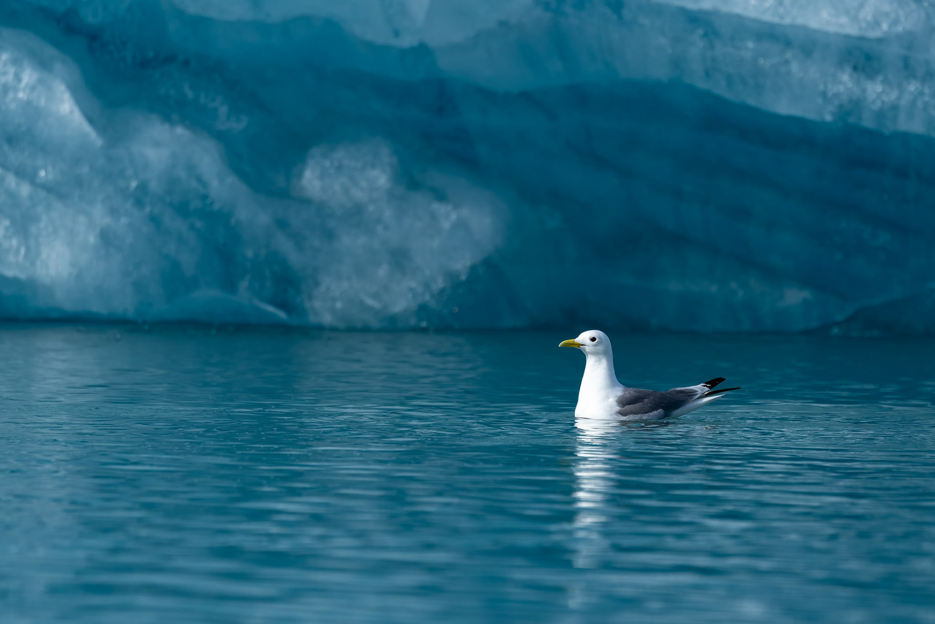 Kittiwake, Monacobreen, Svalbard, Norway