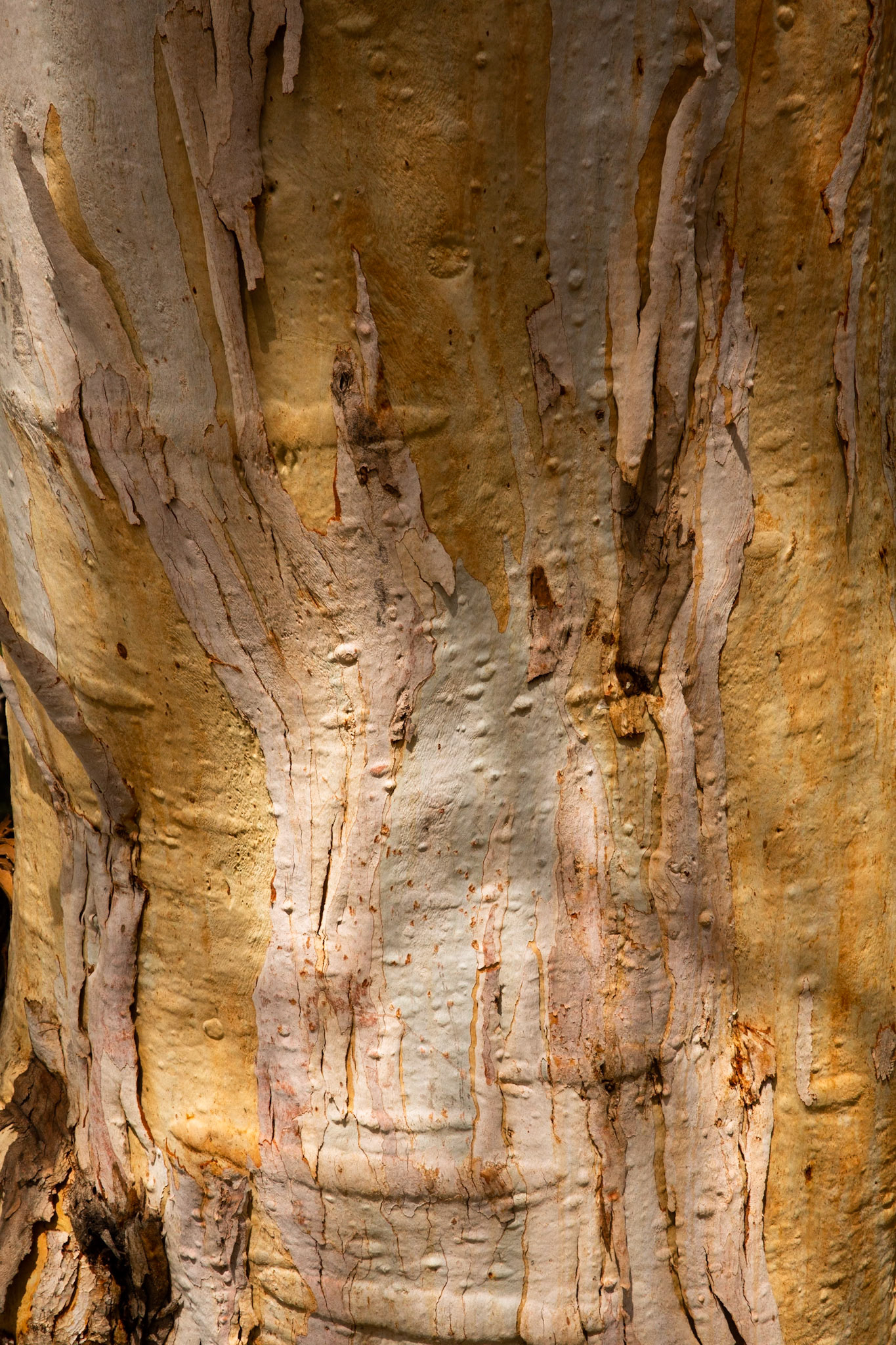 Sawpit creek track, Mount Kosciuszko National Park, Snowy Mountains, New South Wales