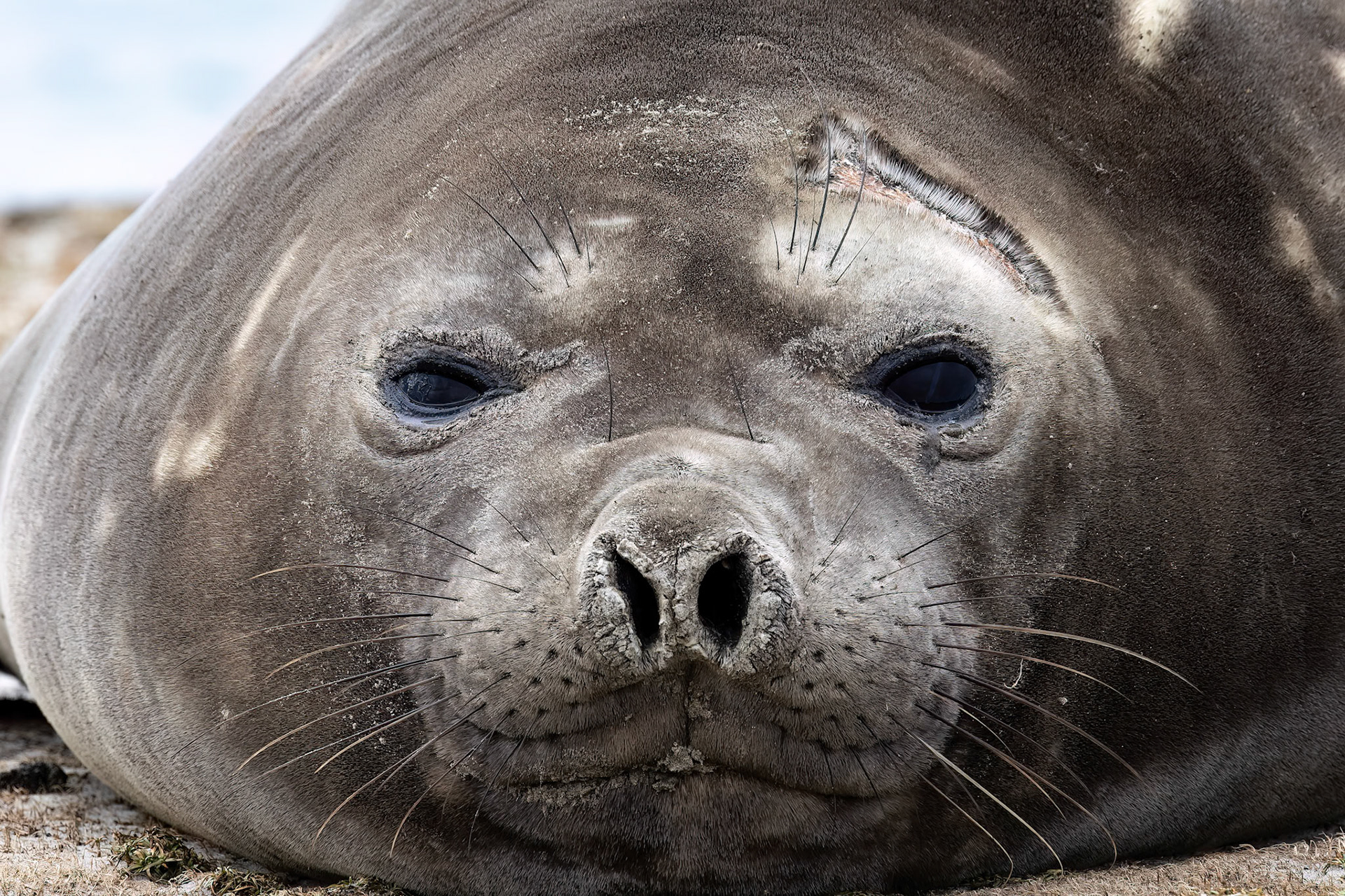 Southern elephant seal, Whale Point, Stanley, Falkland Islands