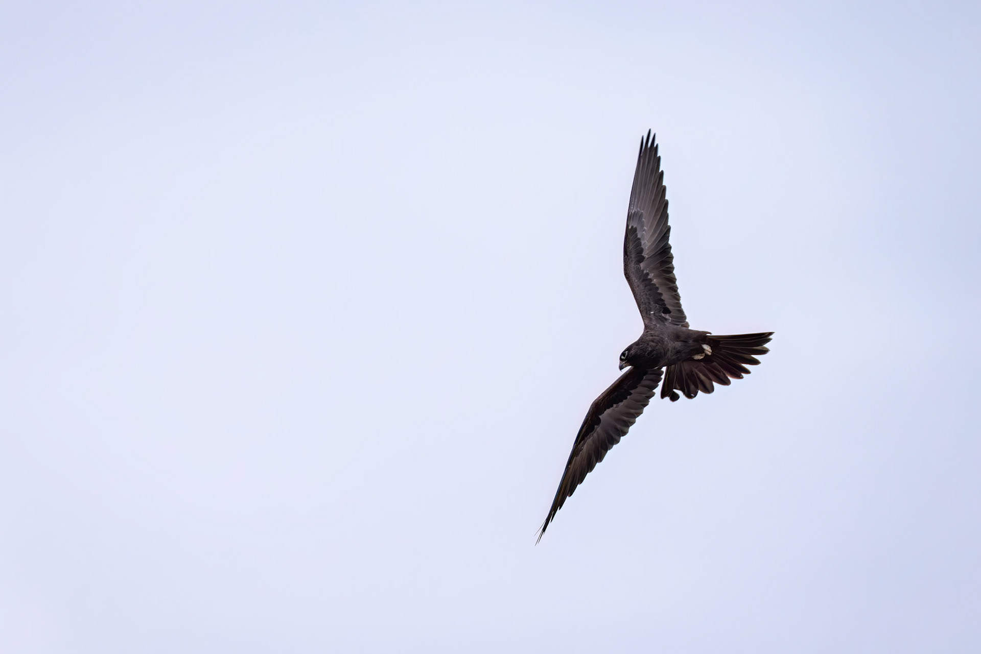 Black falcon, Boulia to Birdsville, Queensland, Australia