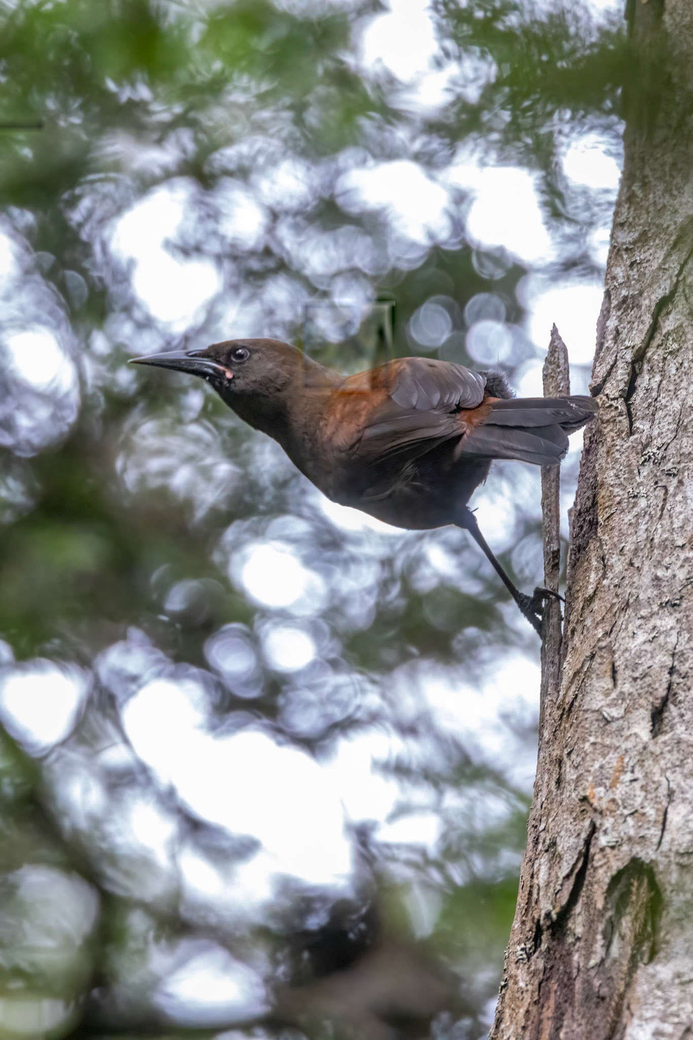South Island saddleback, Ulva Island, New Zealand