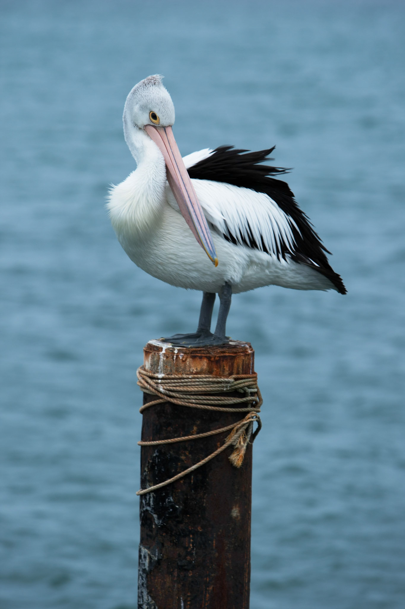 Autstralian pelican, American River, Kangaroo Island