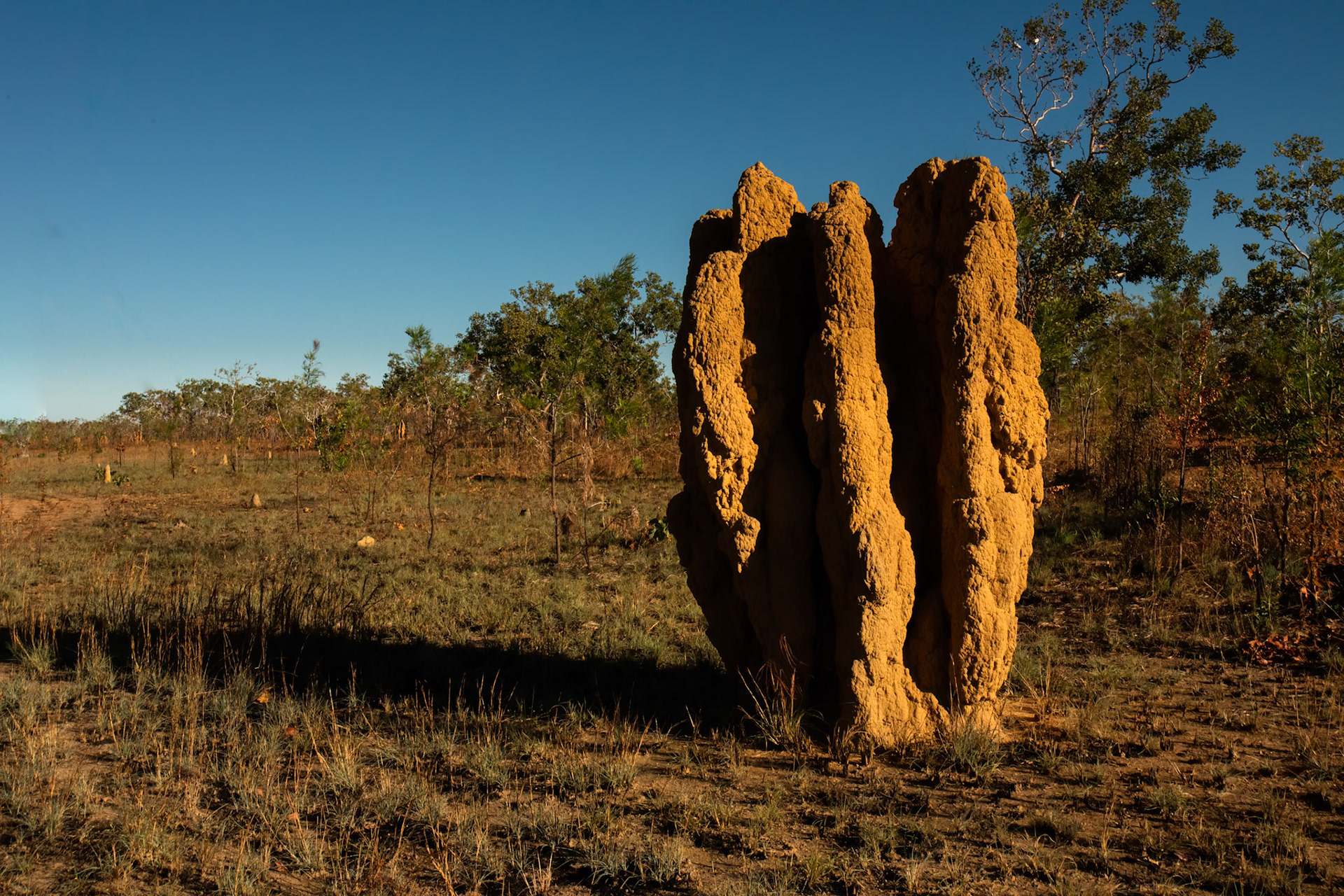 Anthill, Pine Creek, Northern Territory, Australia