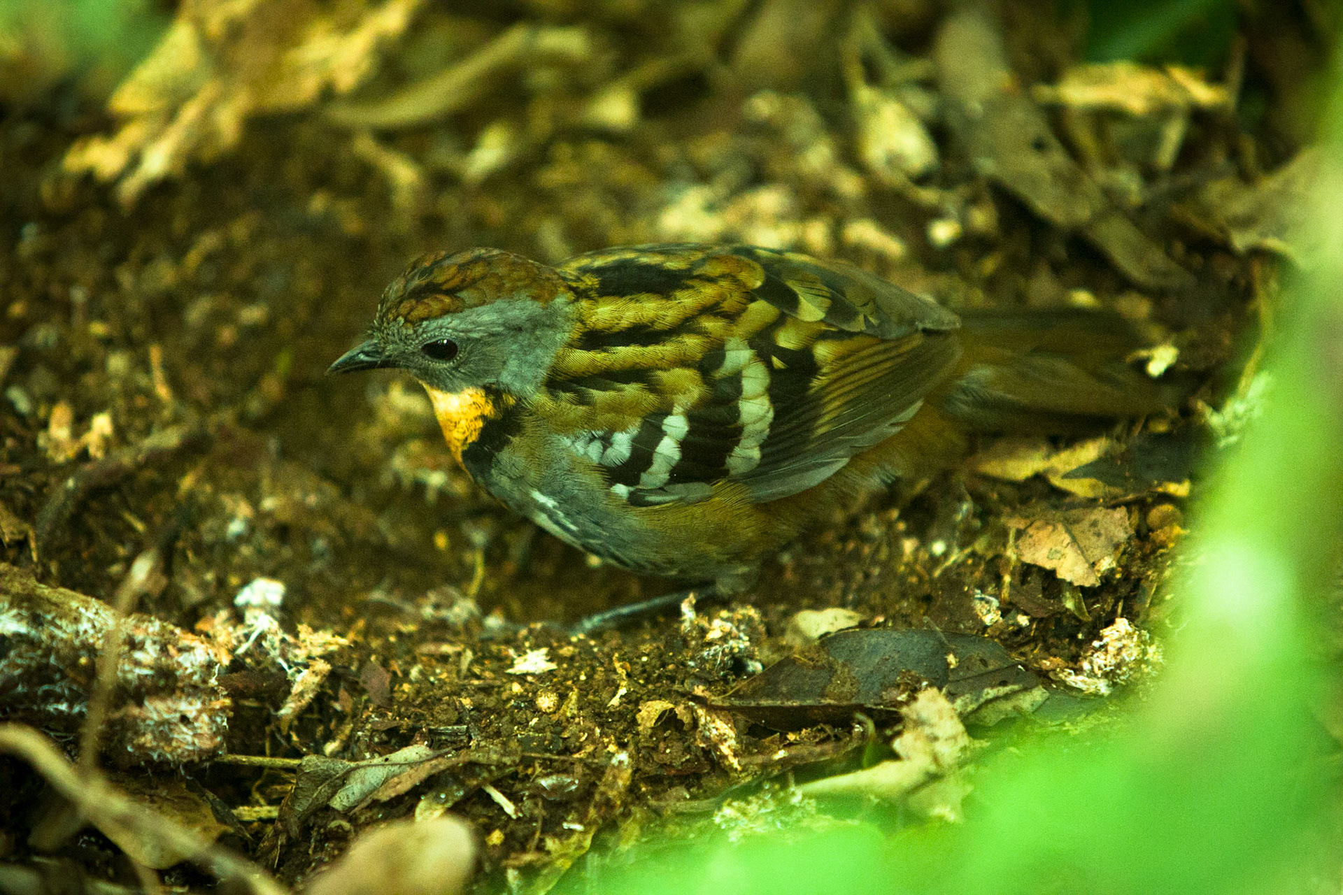 Lamington National Park, Queensland